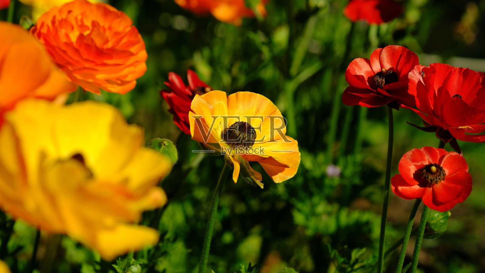 五颜六色的毛茛蝴蝶花在花园里。照片摄影图片