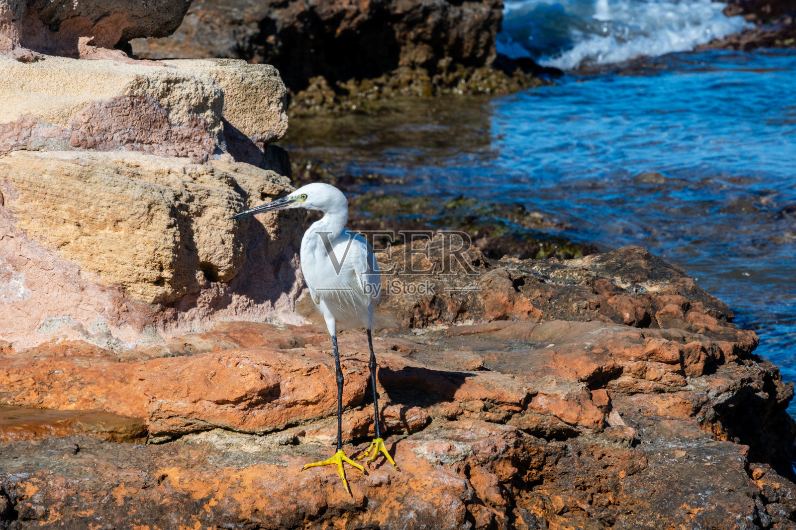 大白鹭照片摄影图片