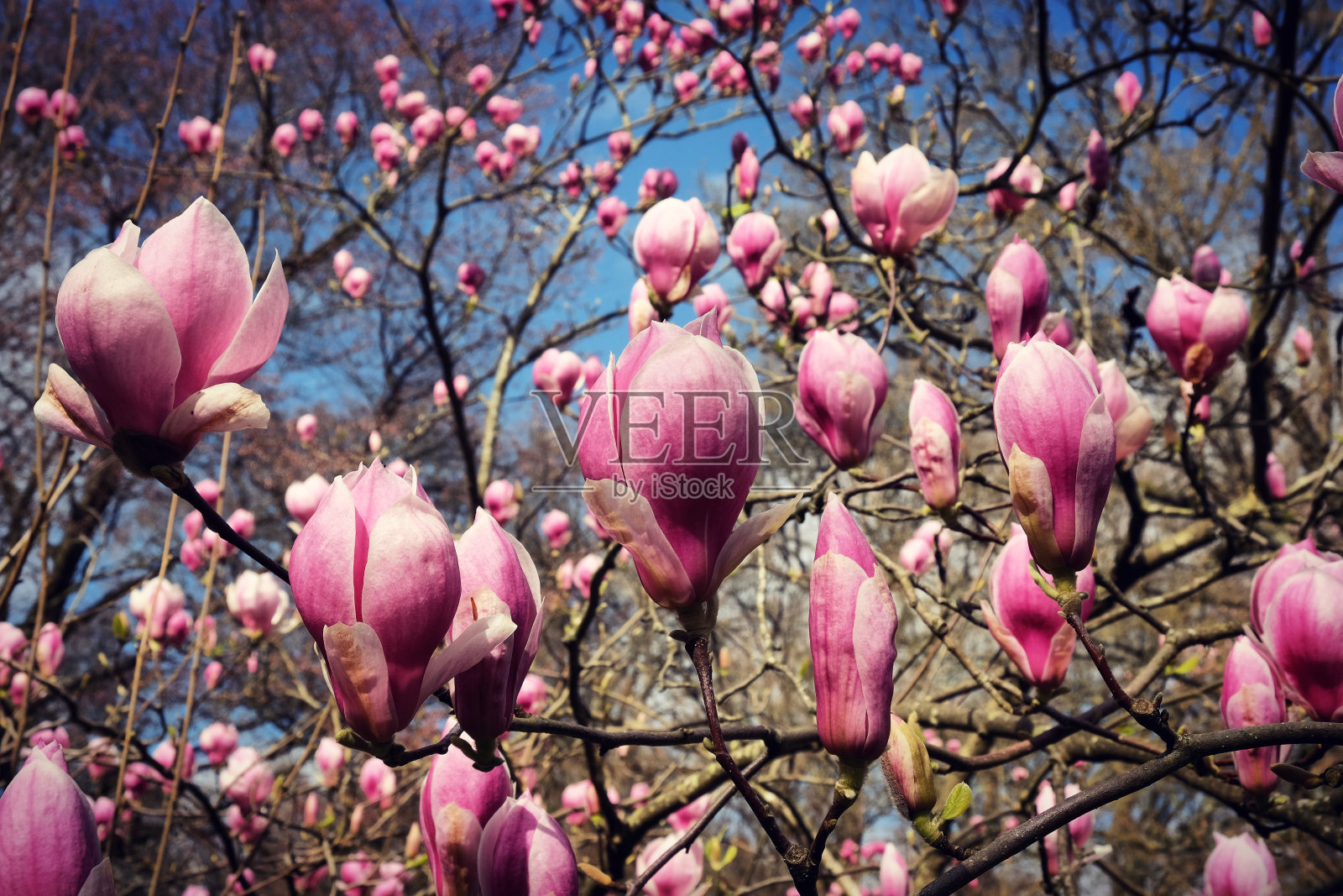 粉红色碟玉兰或白玉兰花蕾在阳光下开始开花，初春照片摄影图片