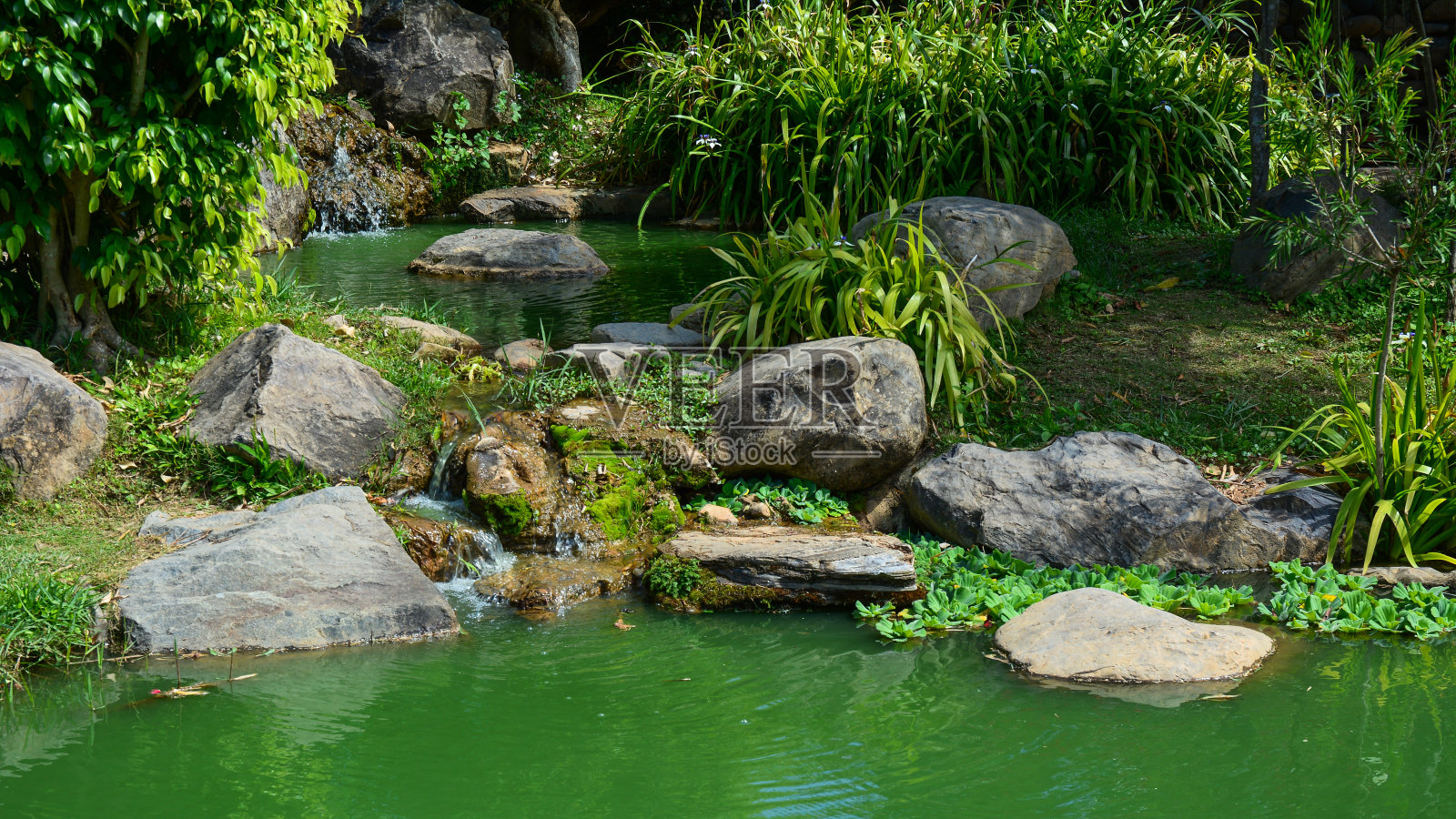 夏日里的绿色小花园照片摄影图片