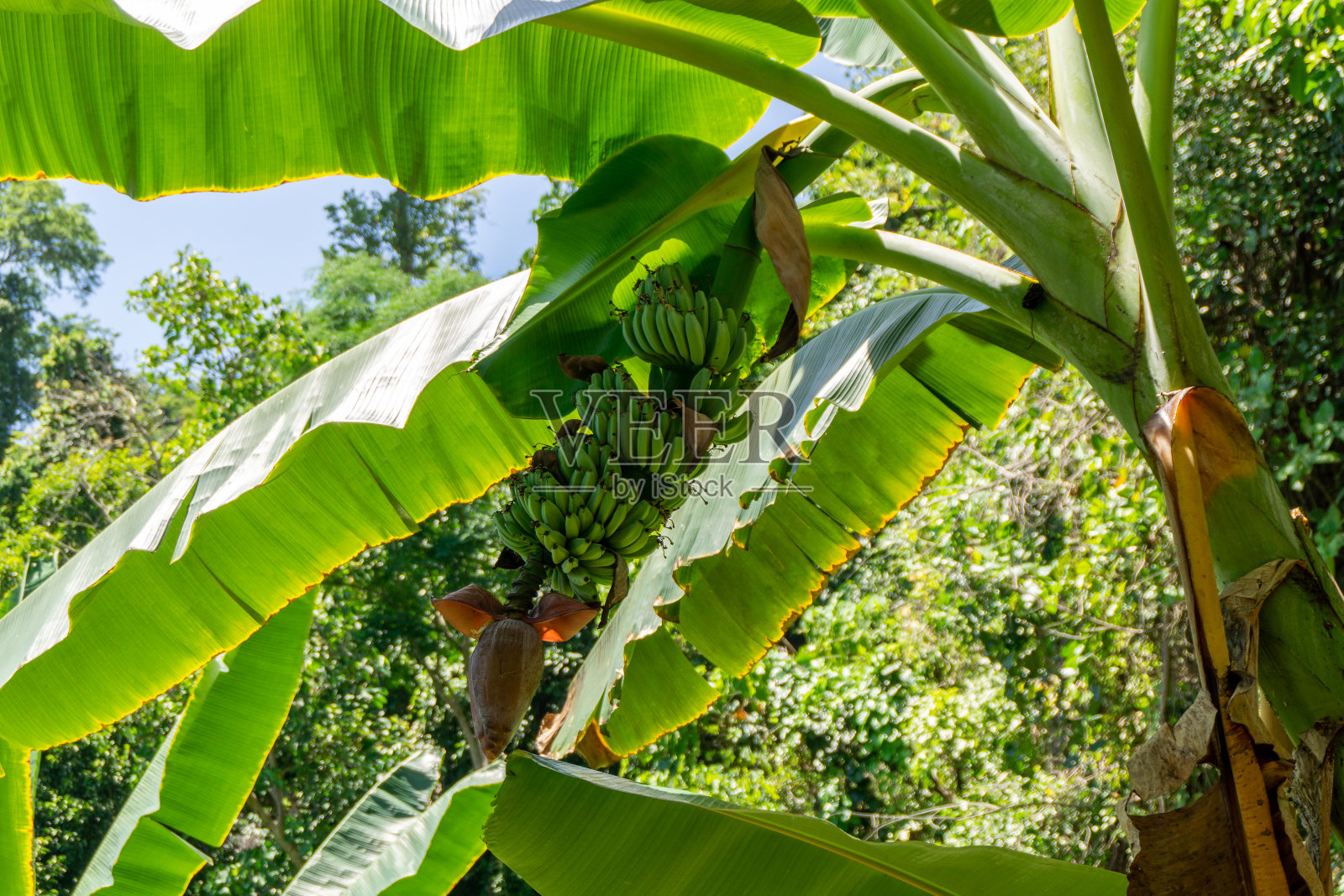热带水果。花园里的一捆绿色香蕉。照片摄影图片
