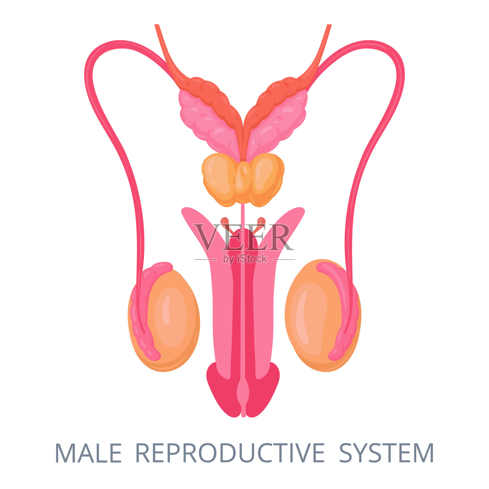 男性生殖系统。生殖器内生殖器，人体解剖学。生物学教育方案与男性生殖器官平面矢量插图插画图片素材