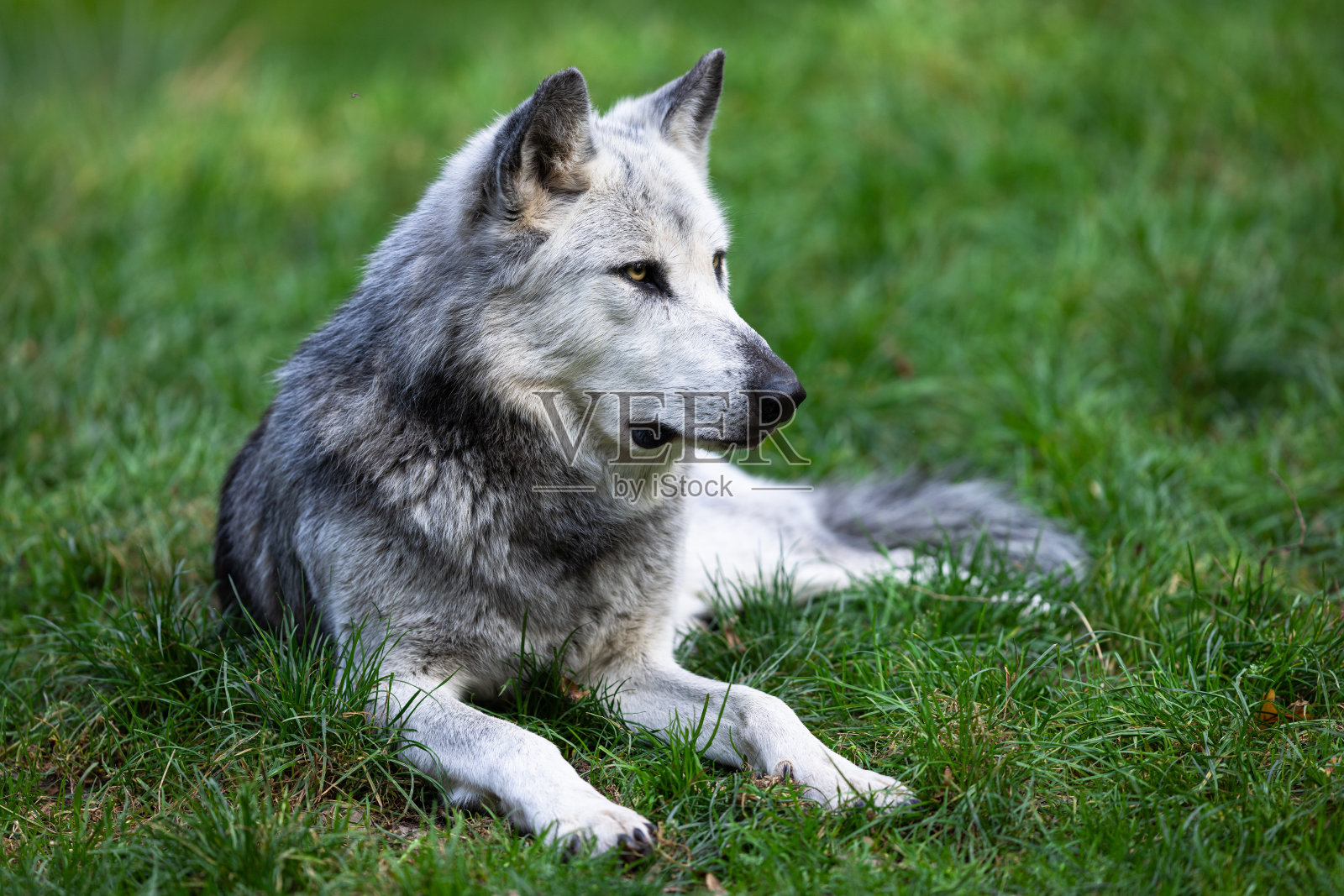 一只黑狼在森林里休息照片摄影图片