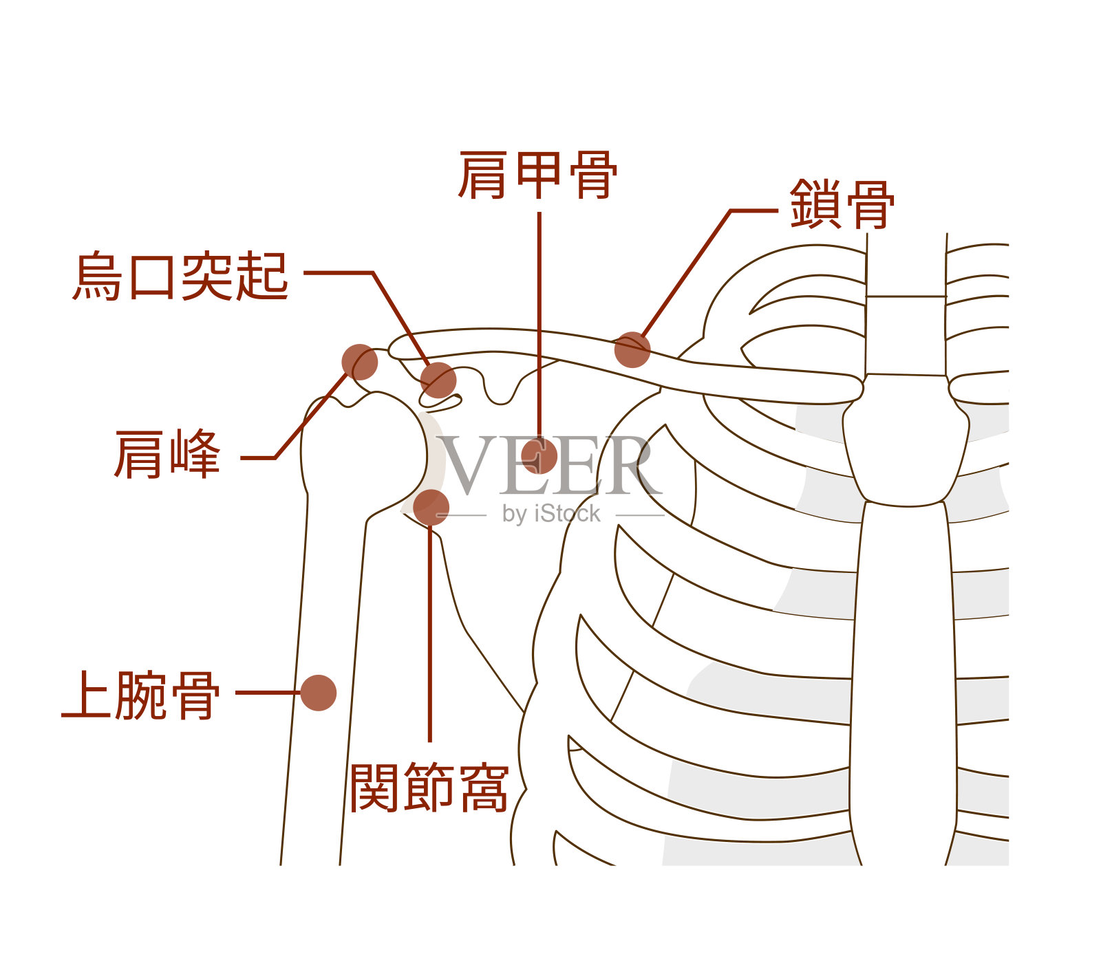 肩胛骨、锁骨和肱骨的名称及其解剖结构插画图片素材