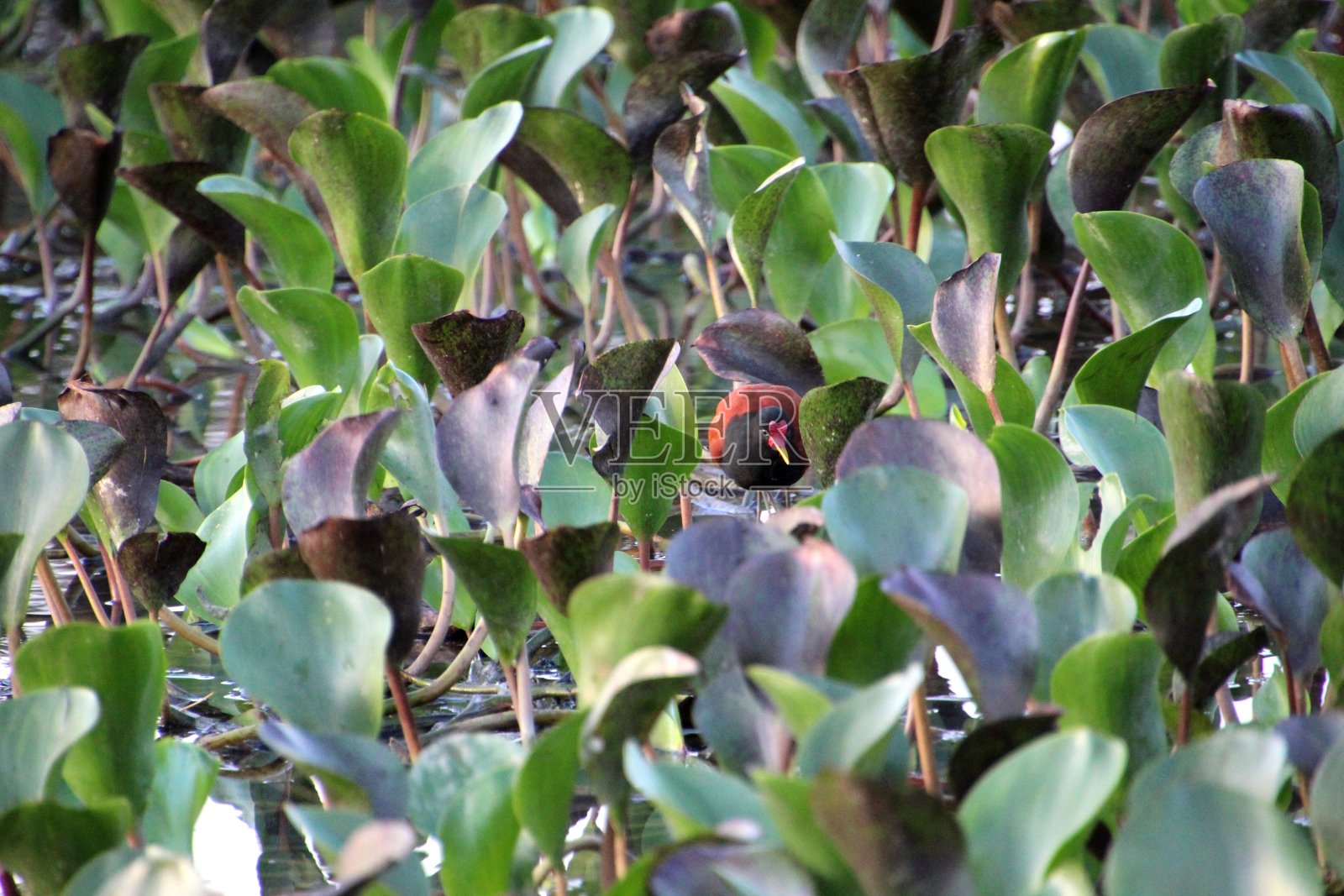金盏花鸟-金盏花照片摄影图片