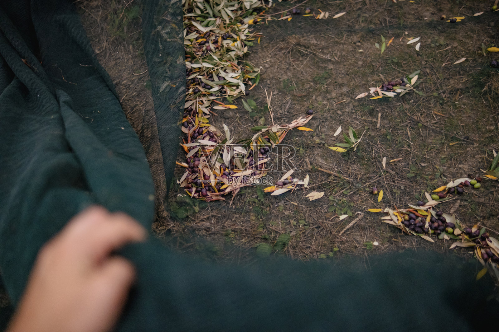 POV:你是一个帮助家人收获橄榄的女农民照片摄影图片