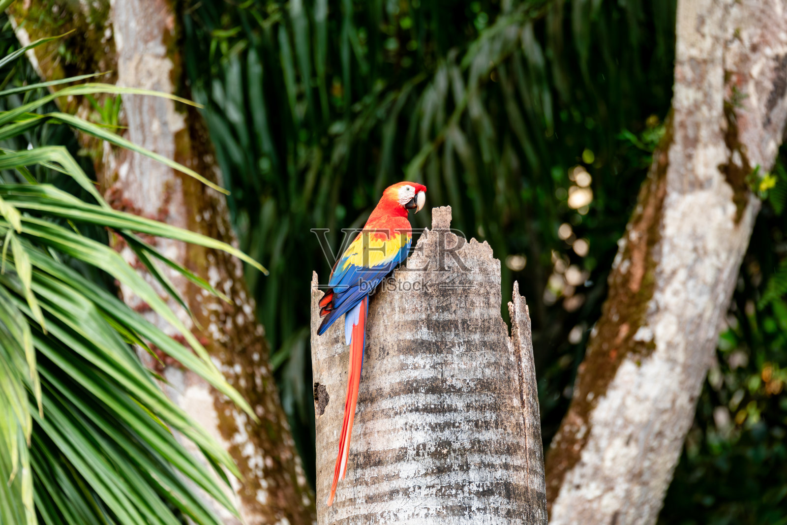 猩红金刚鹦鹉，Ara澳门，Quepos哥斯达黎加野生动物照片摄影图片