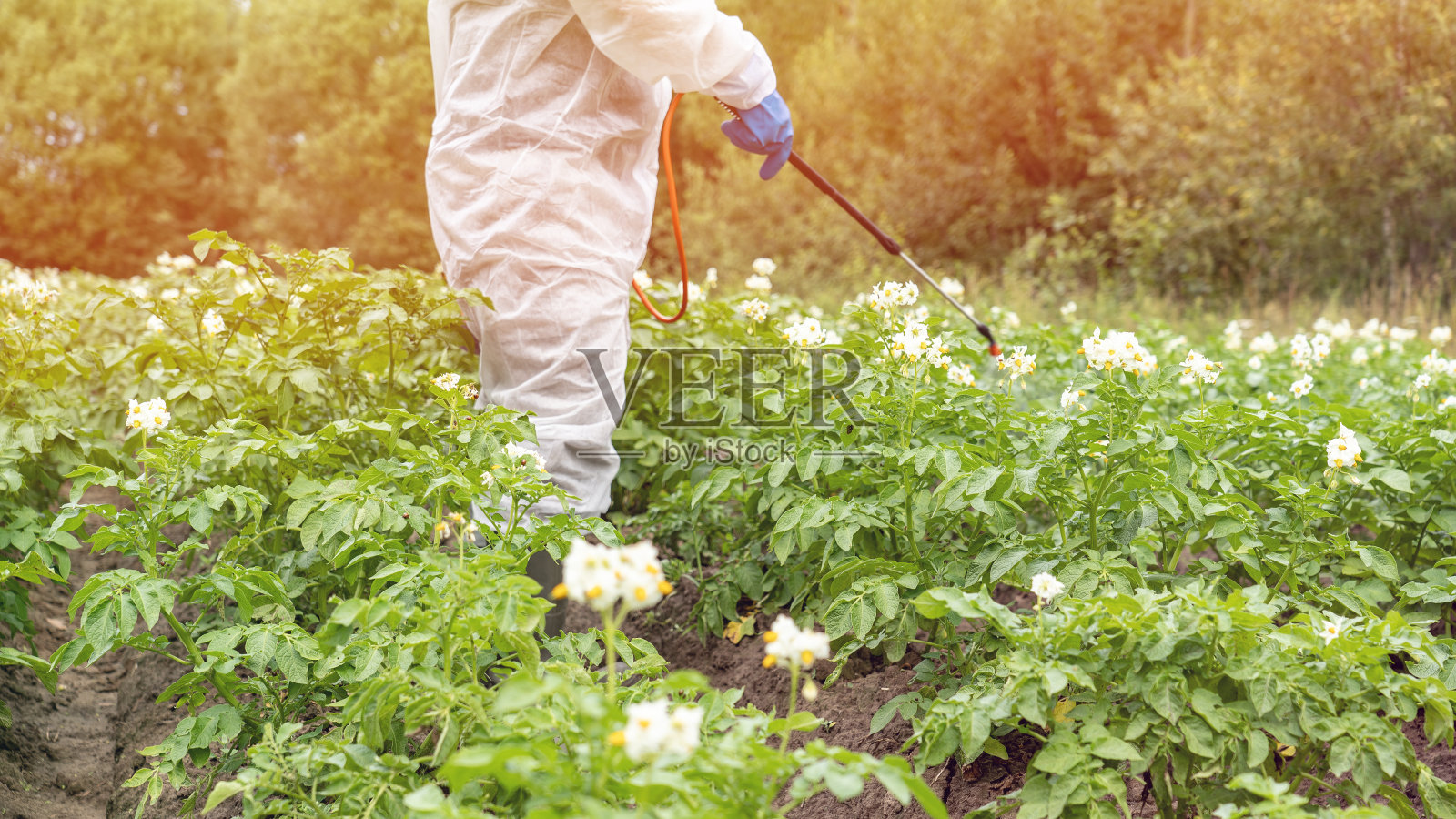 农民滥用化肥，无限量地施用化学物质以获得大丰收照片摄影图片