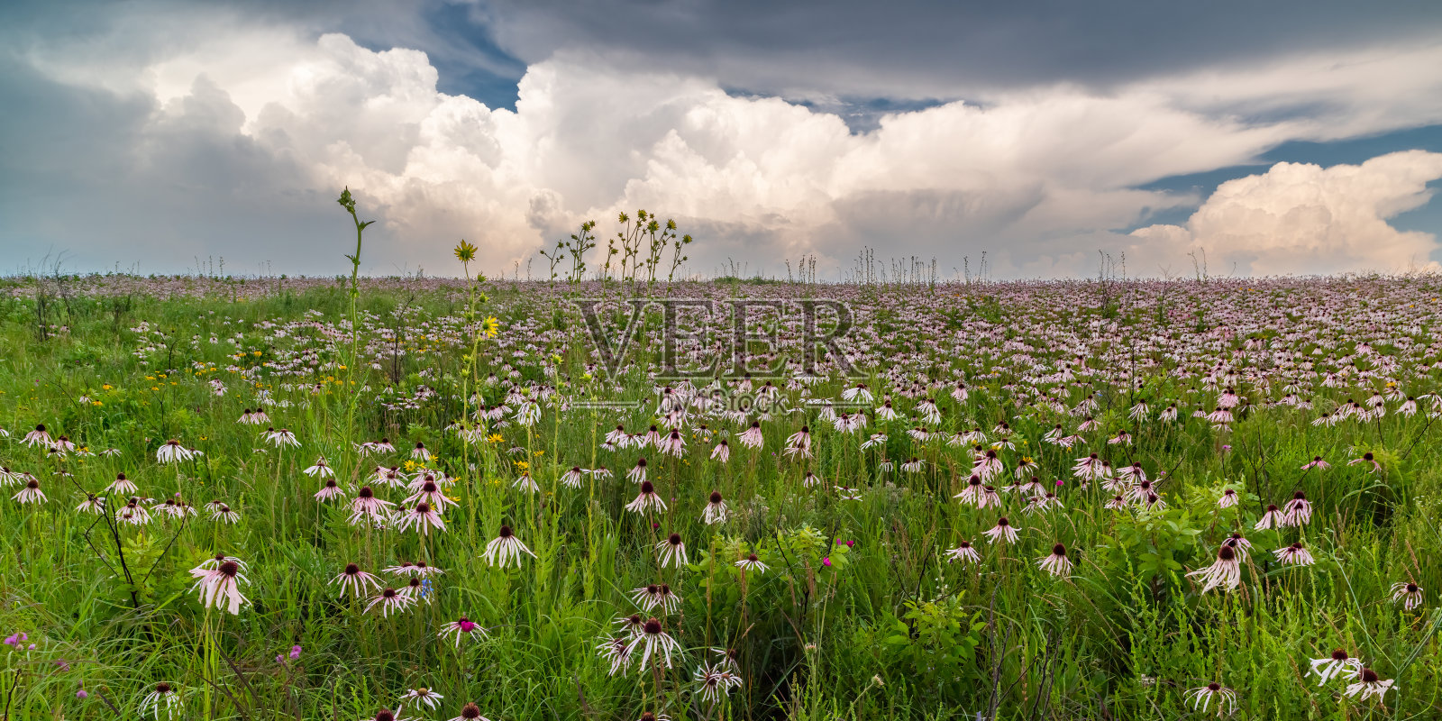 切罗基草原，AR，淡紫色圆锥花(紫锥花)，黄色圆锥花(紫锥花)和罗盘草(松香草)照片摄影图片