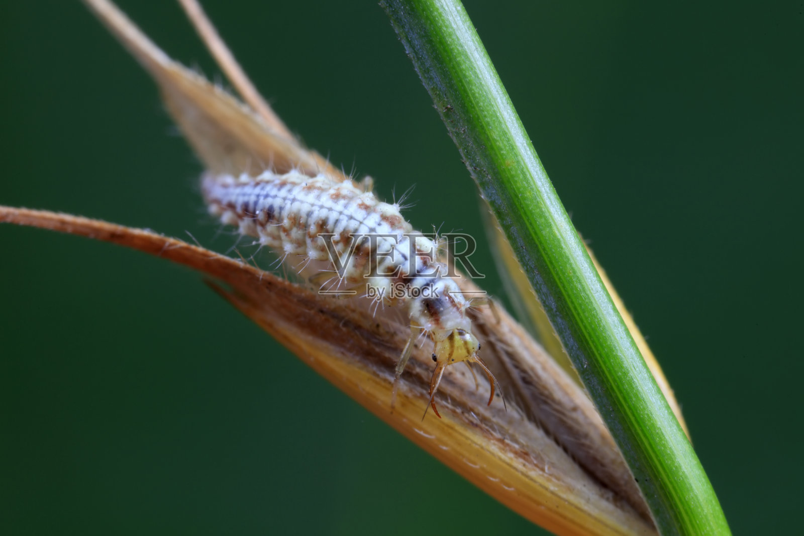 蚜狮生活在中国北方的野生植物上照片摄影图片