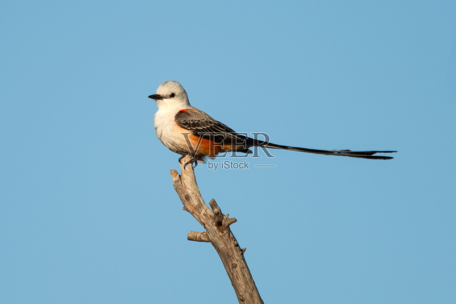 剪刀尾捕蝇器，卡尔布莱克威尔湖，好的照片摄影图片
