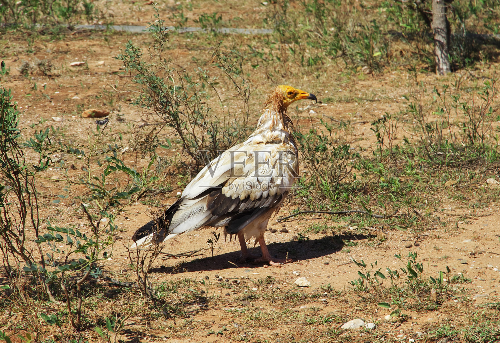 也门索科特拉岛印度洋海岸的秃鹫照片摄影图片
