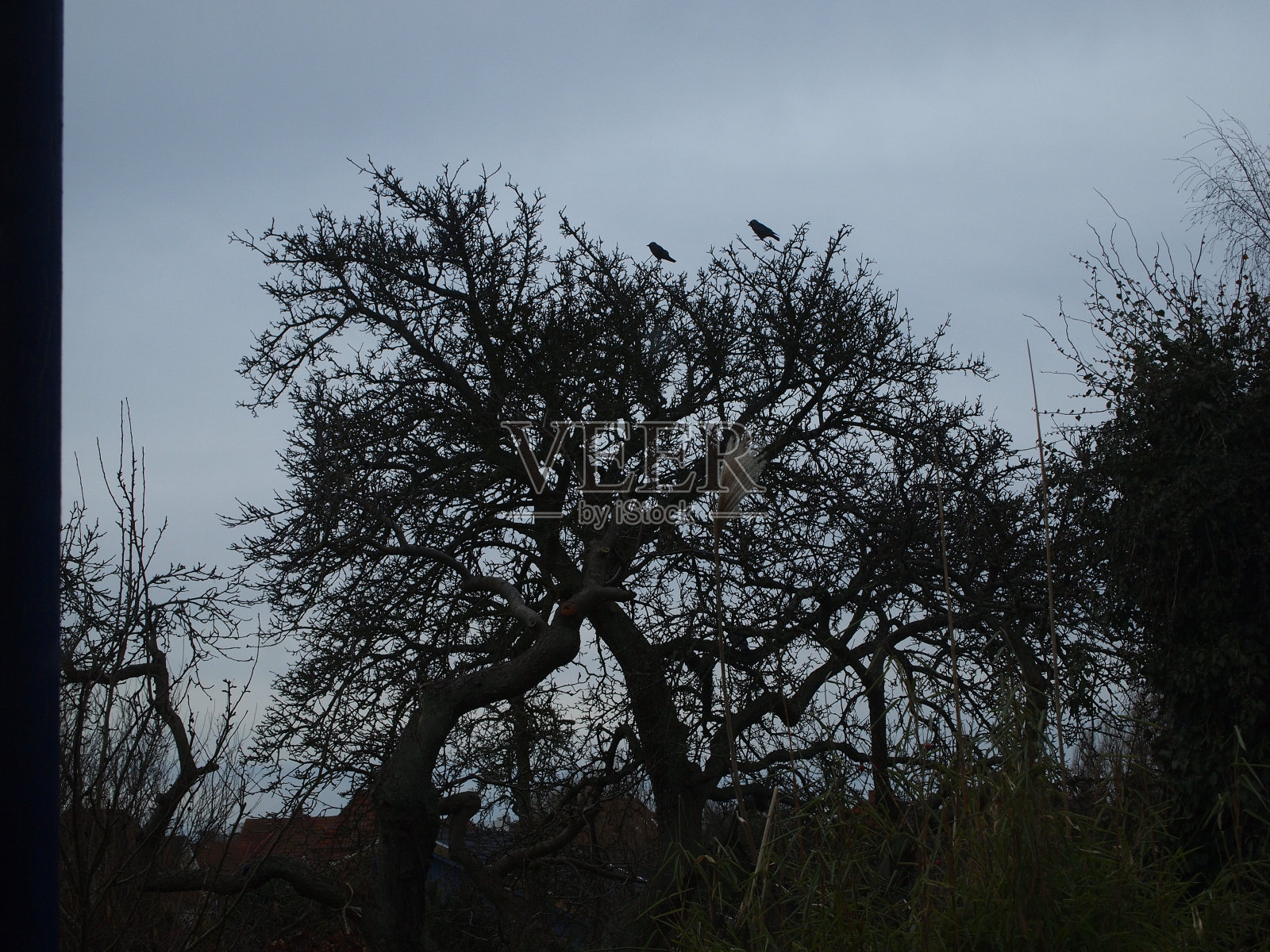 鸟和树。照片摄影图片