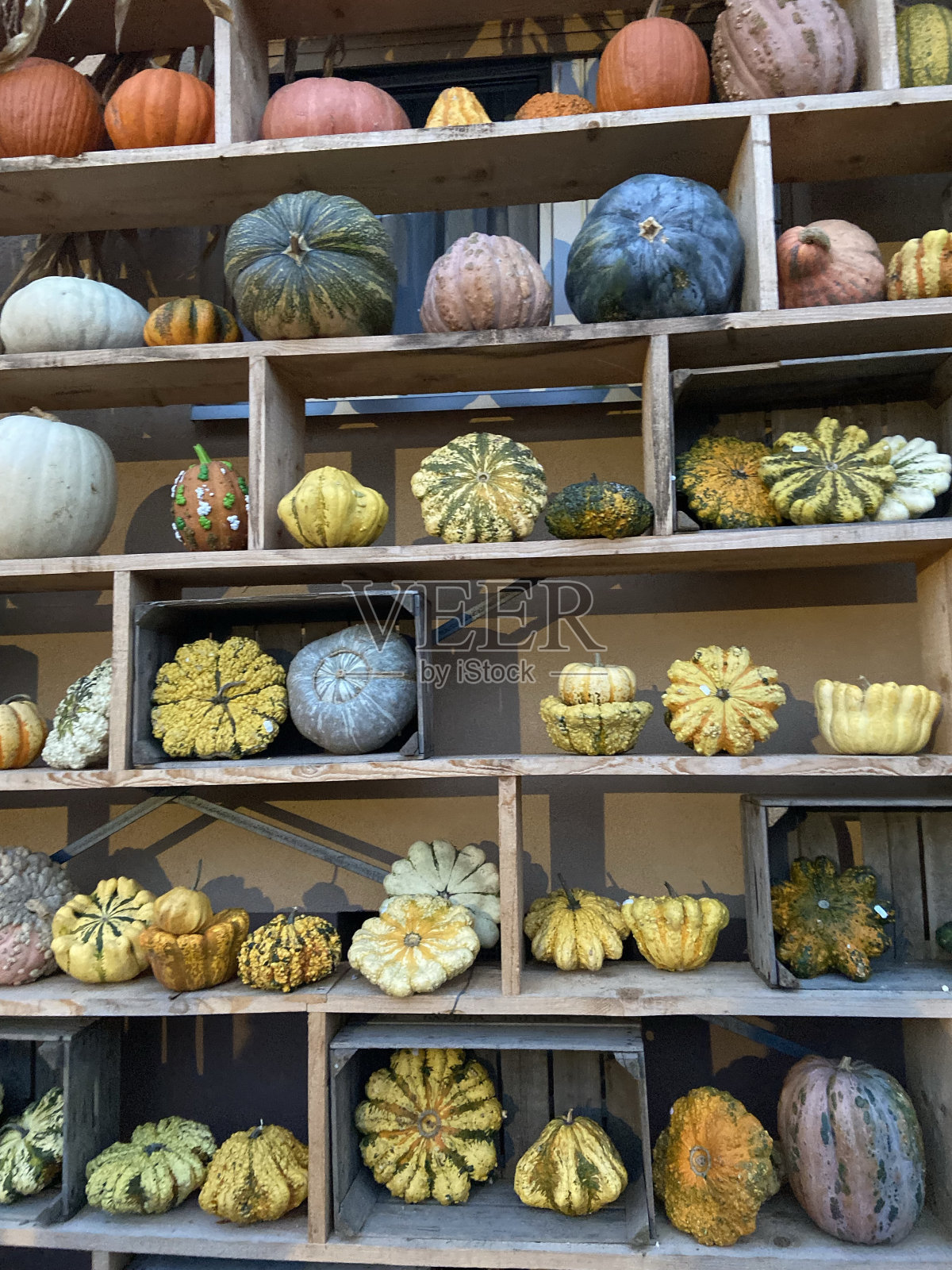 南瓜的安排照片摄影图片