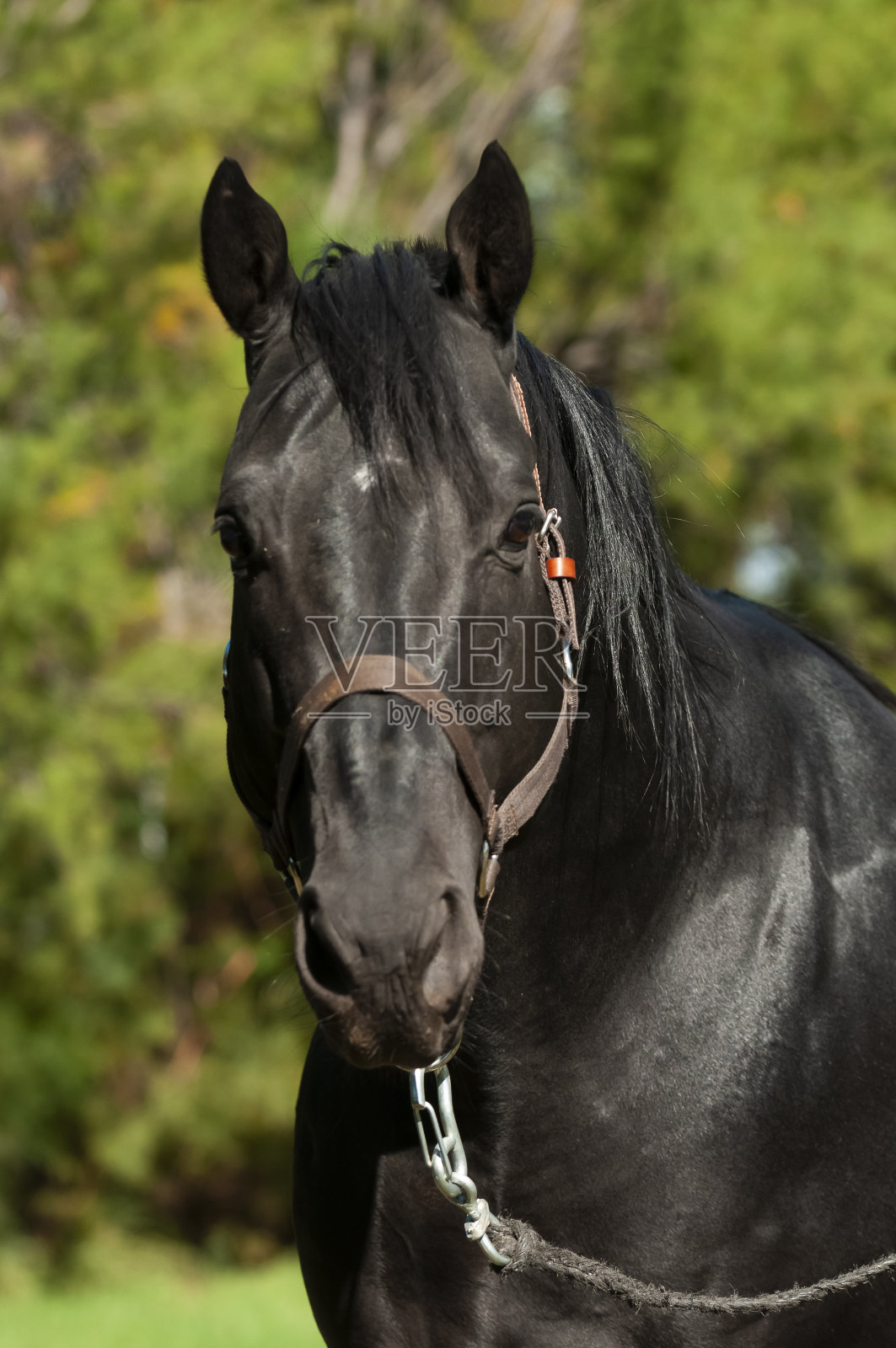 黑色种马，肖像，拉潘帕省，巴塔哥尼亚，阿根廷。照片摄影图片