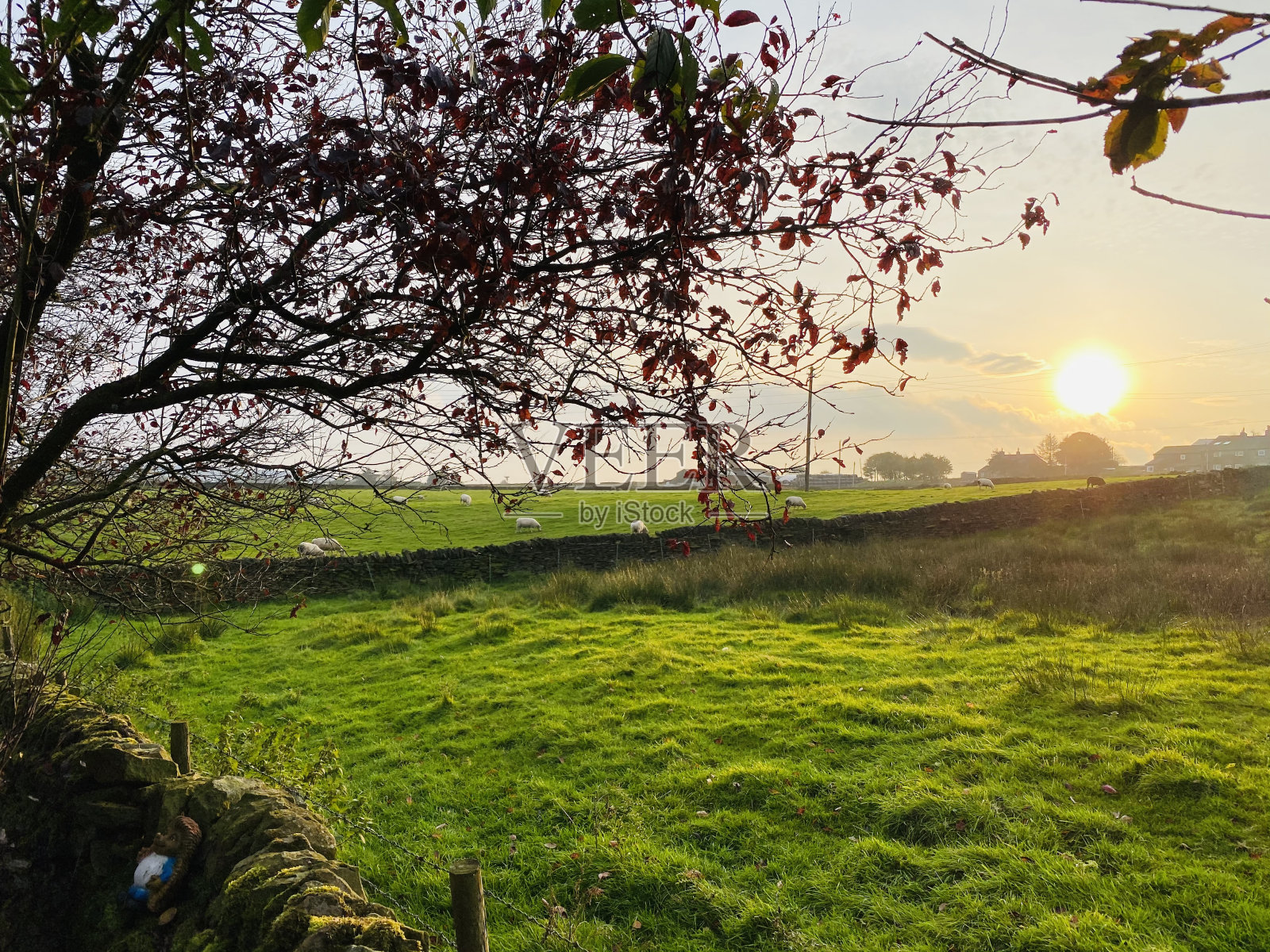 日落领域照片摄影图片