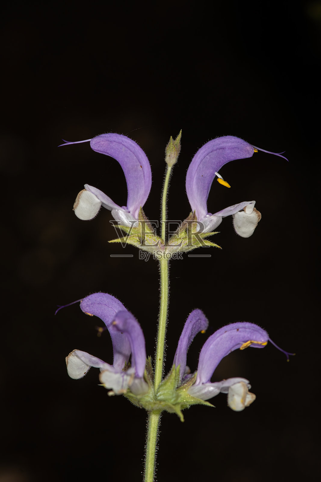 丹参，蕨科。夏天拍摄的野生植物。照片摄影图片