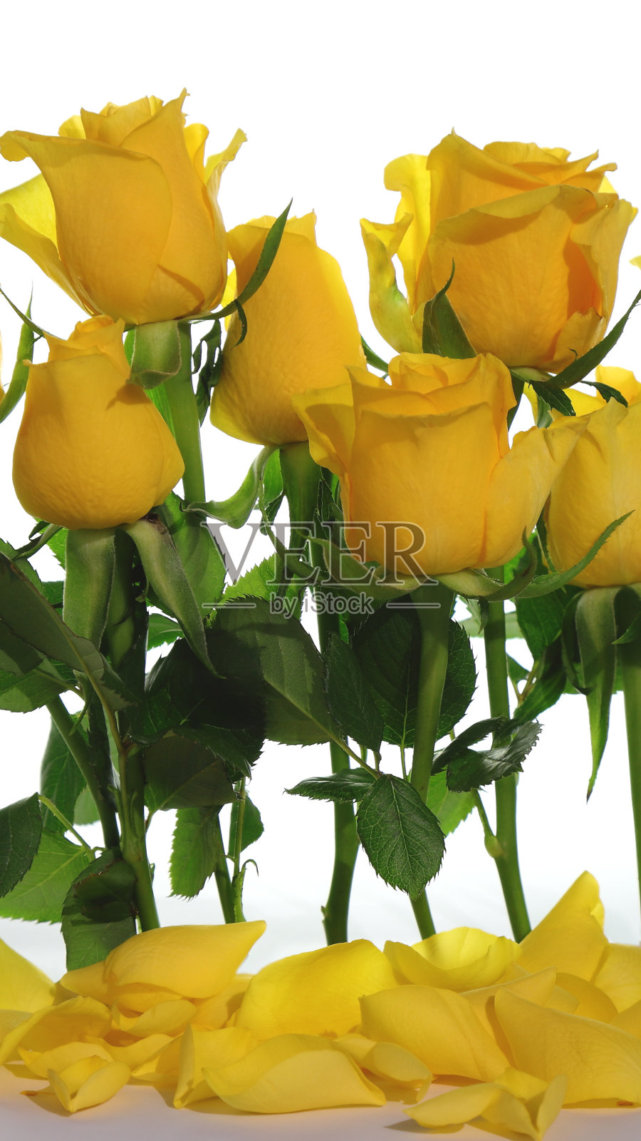 黄色自然玫瑰花束在白色背景，模拟卡照片摄影图片