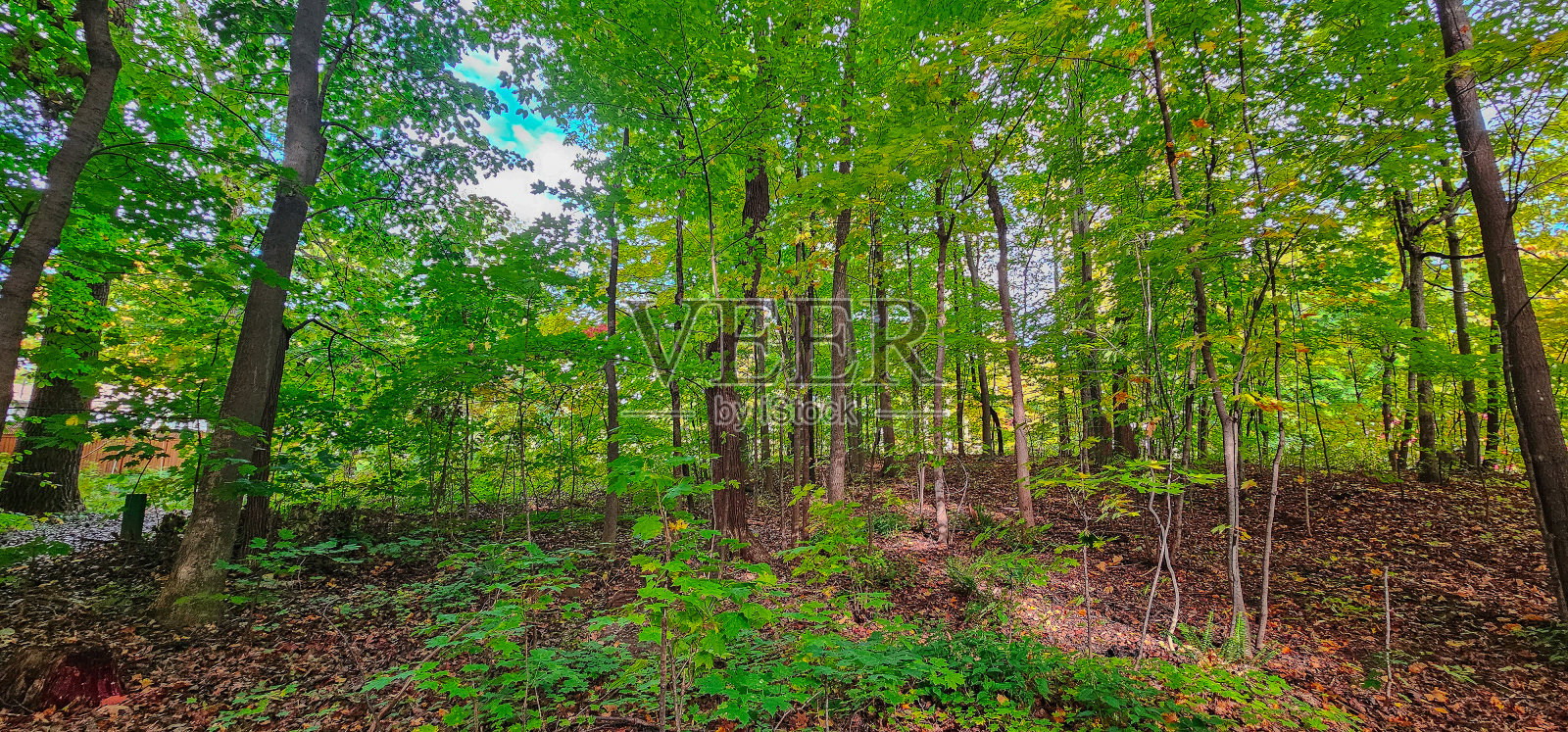 加拿大乡村的秋色照片摄影图片