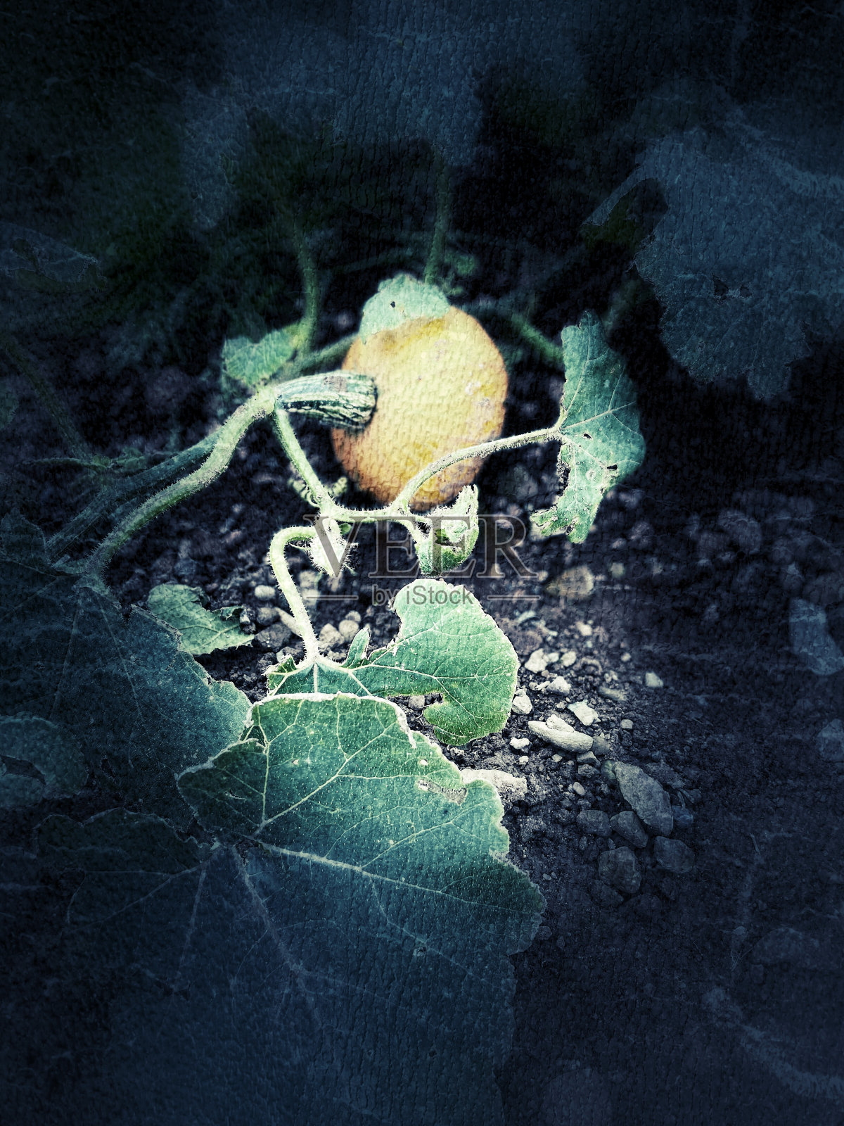 诡异秋季万圣节南瓜照片摄影图片