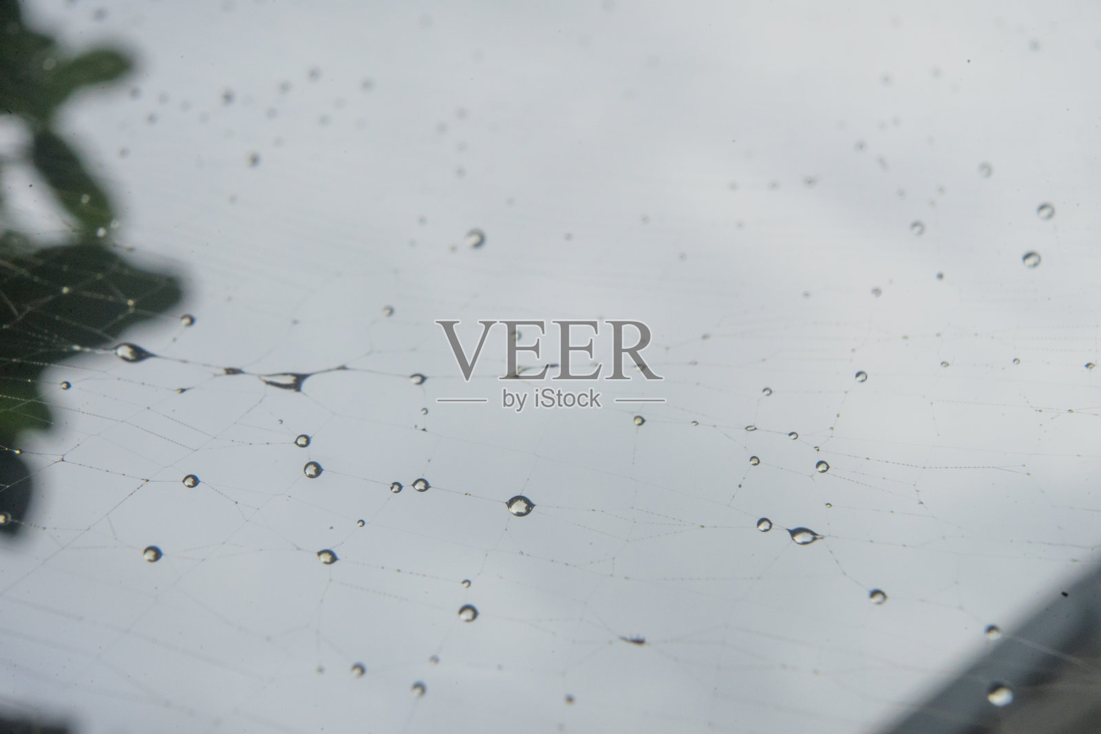 蜘蛛网湿水滴与散景背景细节特写照片摄影图片