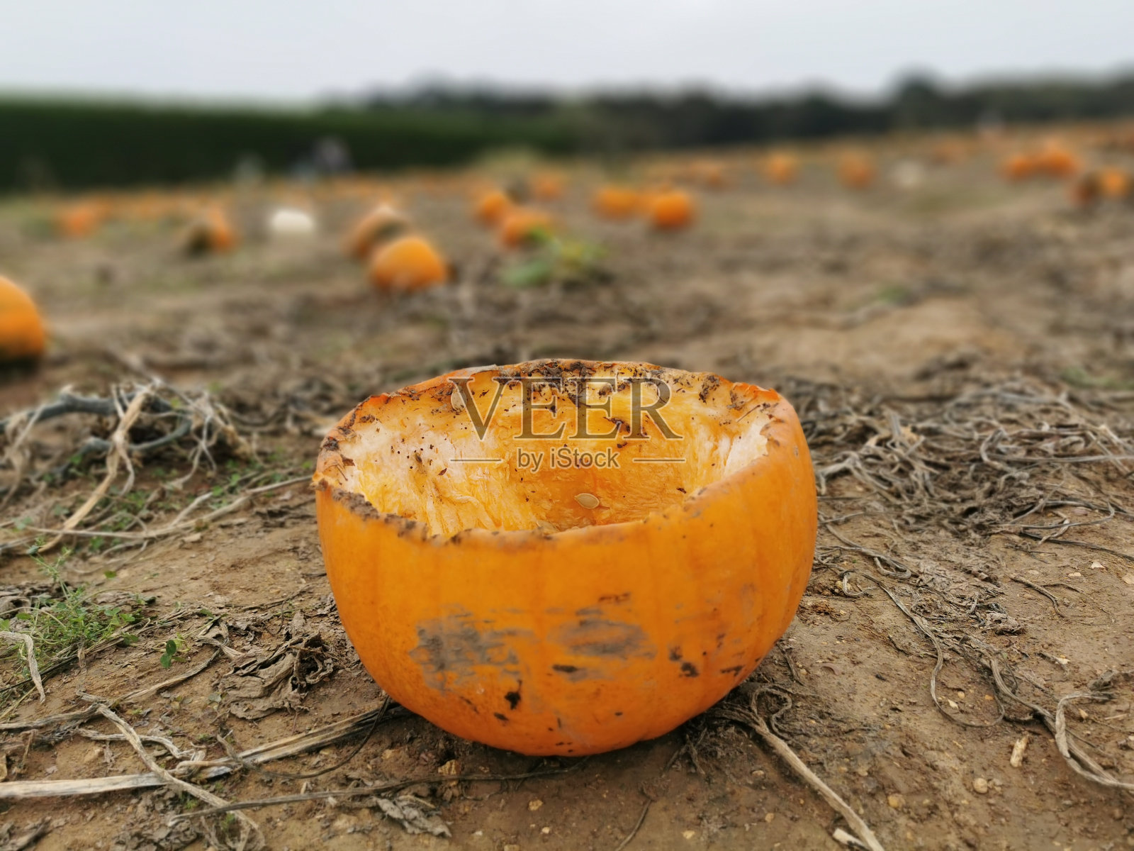 南瓜补丁照片摄影图片