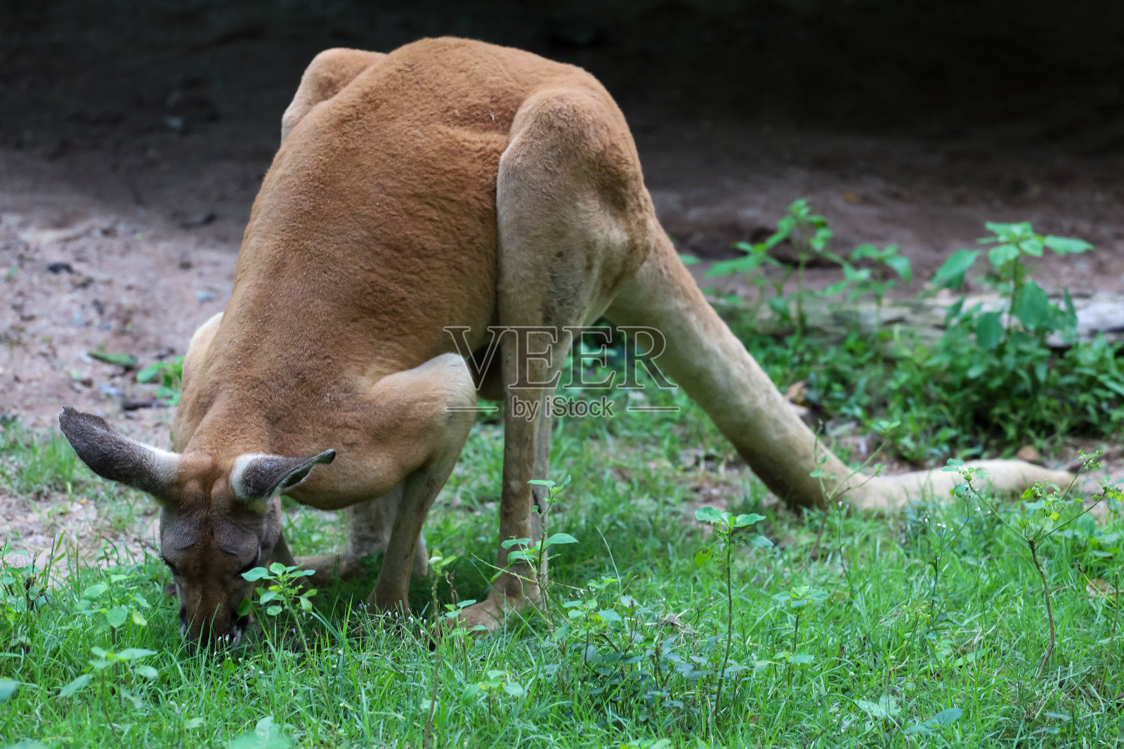 袋鼠呆在花园里吃草照片摄影图片
