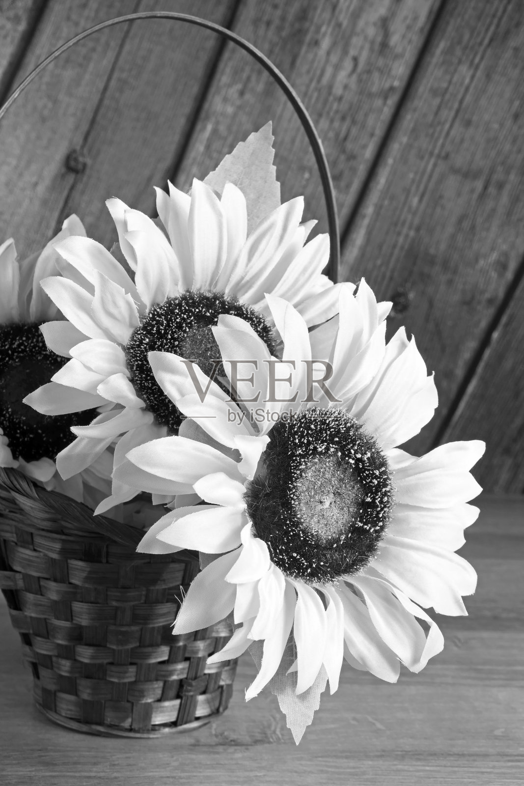 黑白相间的人造向日葵照片摄影图片