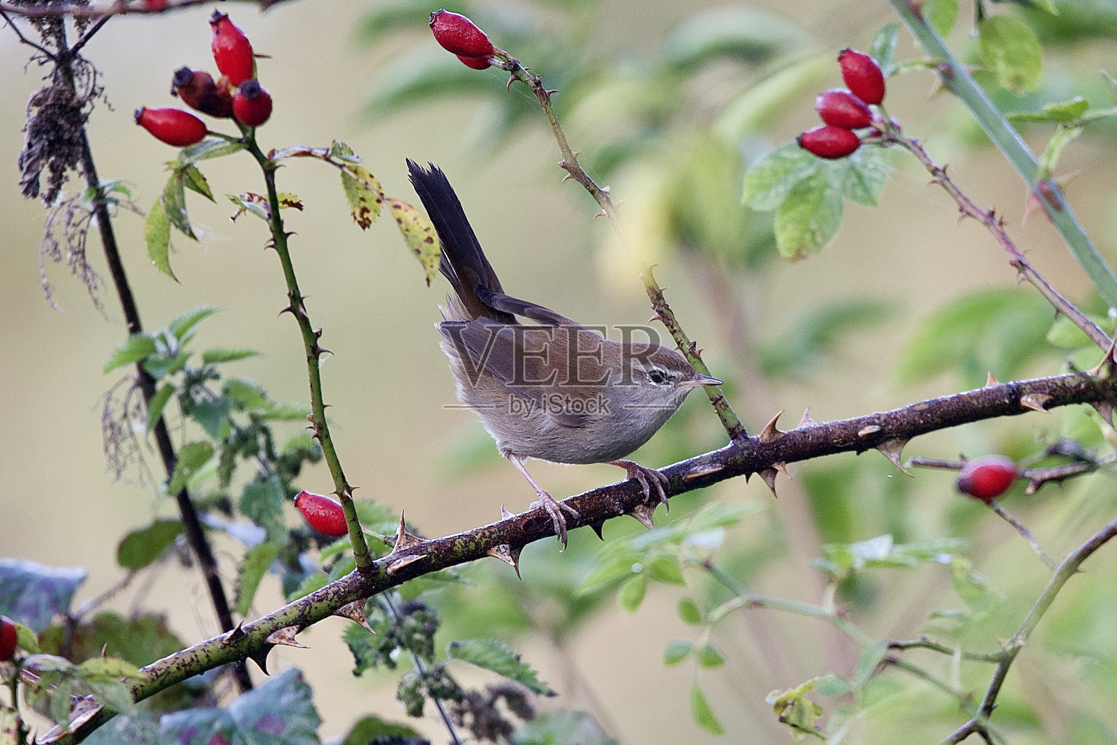 塞蒂的莺在一根多刺的树枝上照片摄影图片