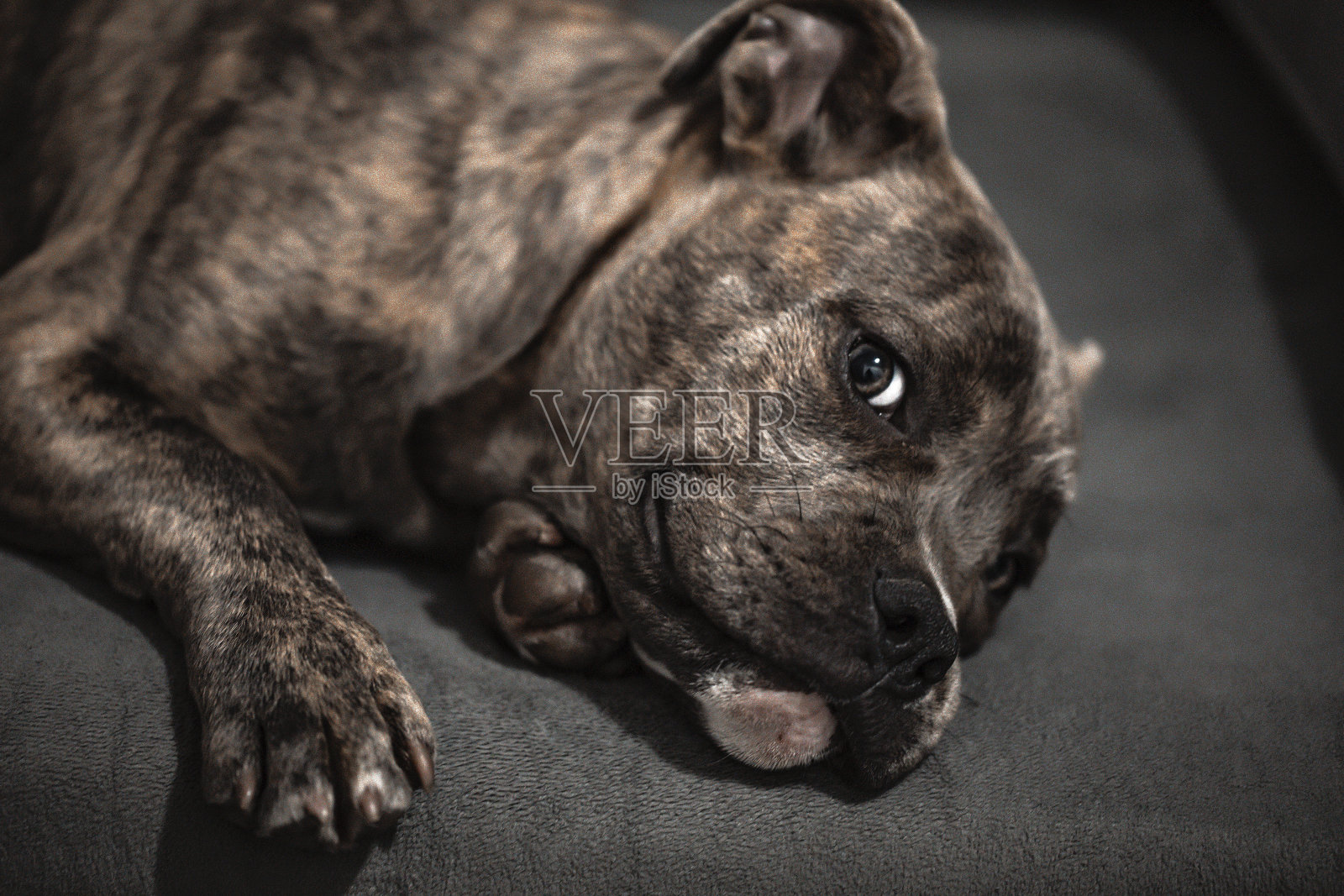 我的宠物照片摄影图片