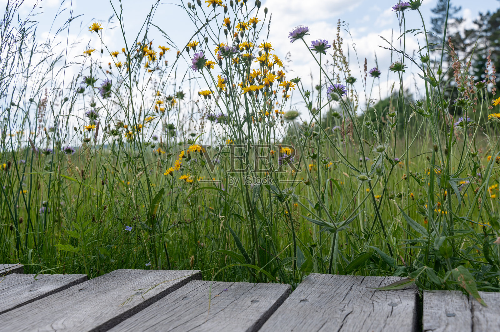 木板与花草地照片摄影图片