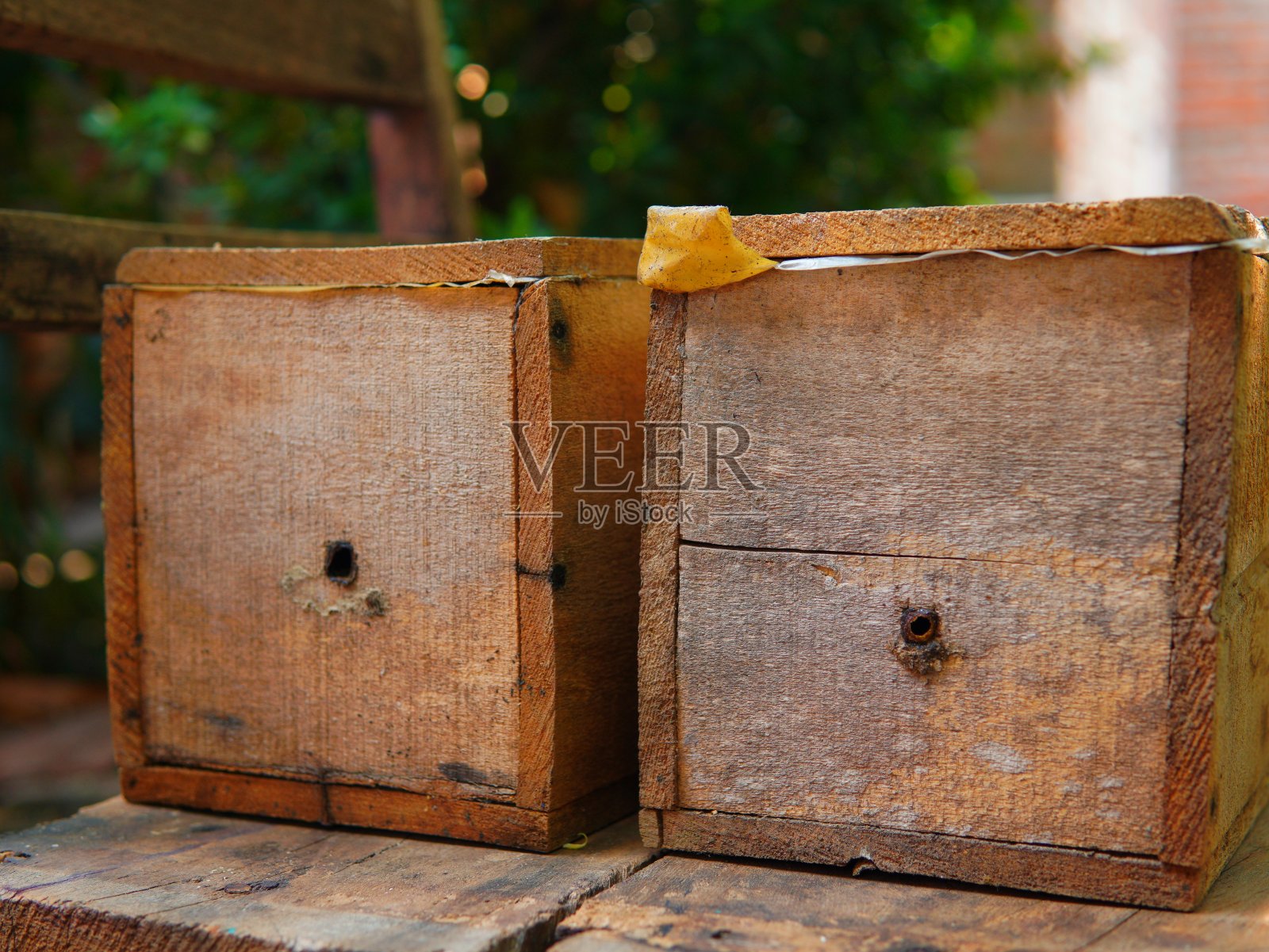 蜂巢箱的三角蜂或(kelulut, galo galo, kele-kele, klancing, klanceng, loneng, teuweul, gala-gala, nyanteng)，这种蜜蜂是一种无刺蜜蜂照片摄影图片