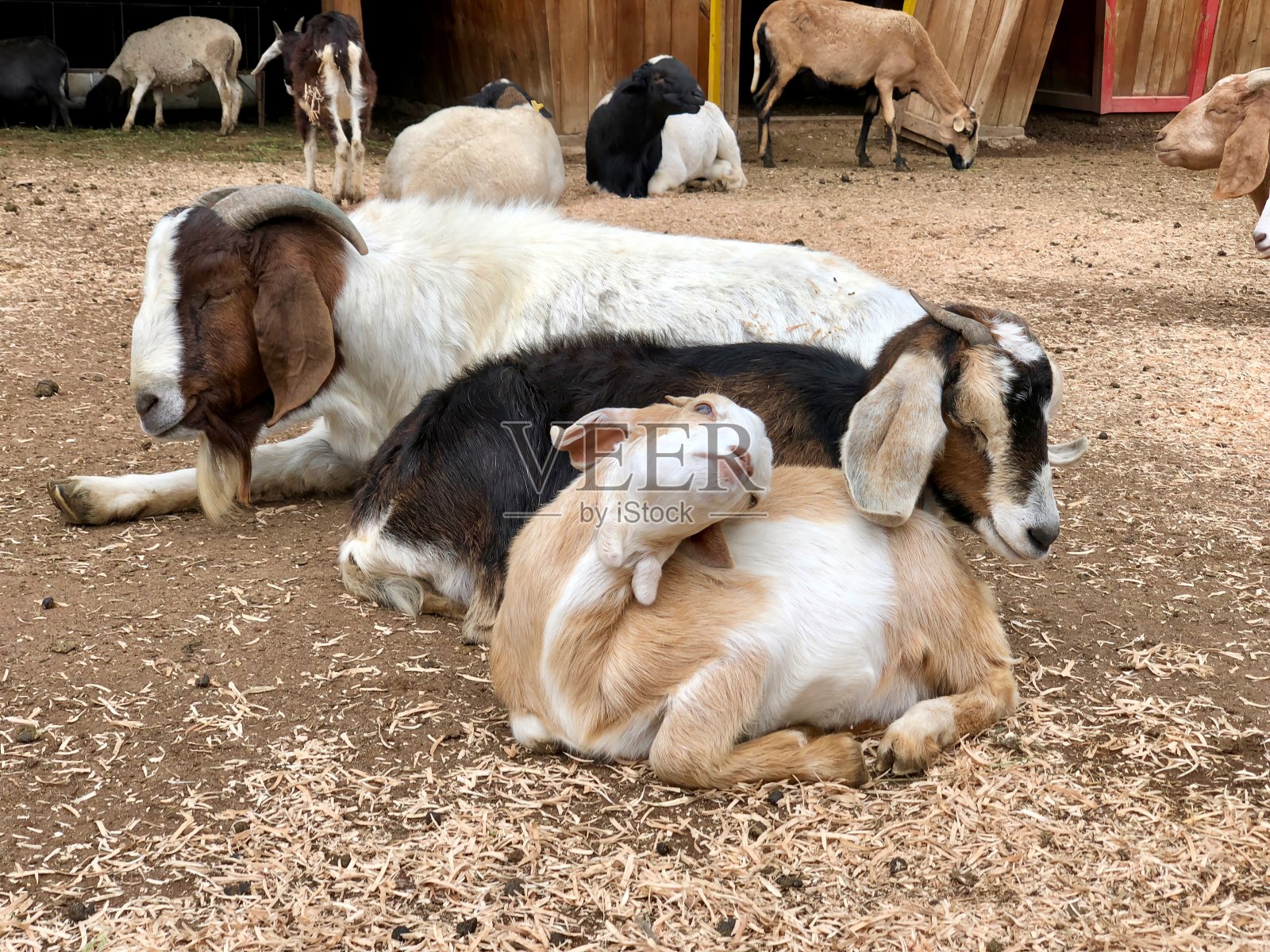 一群动物躺在地上照片摄影图片