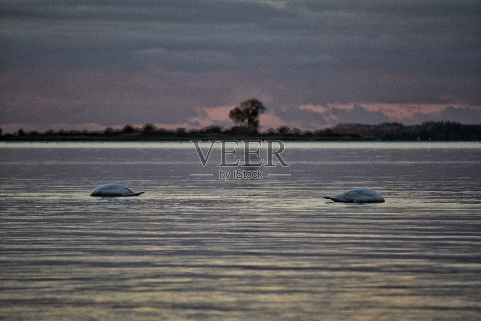 傍晚，天鹅在波罗的海上漂流照片摄影图片