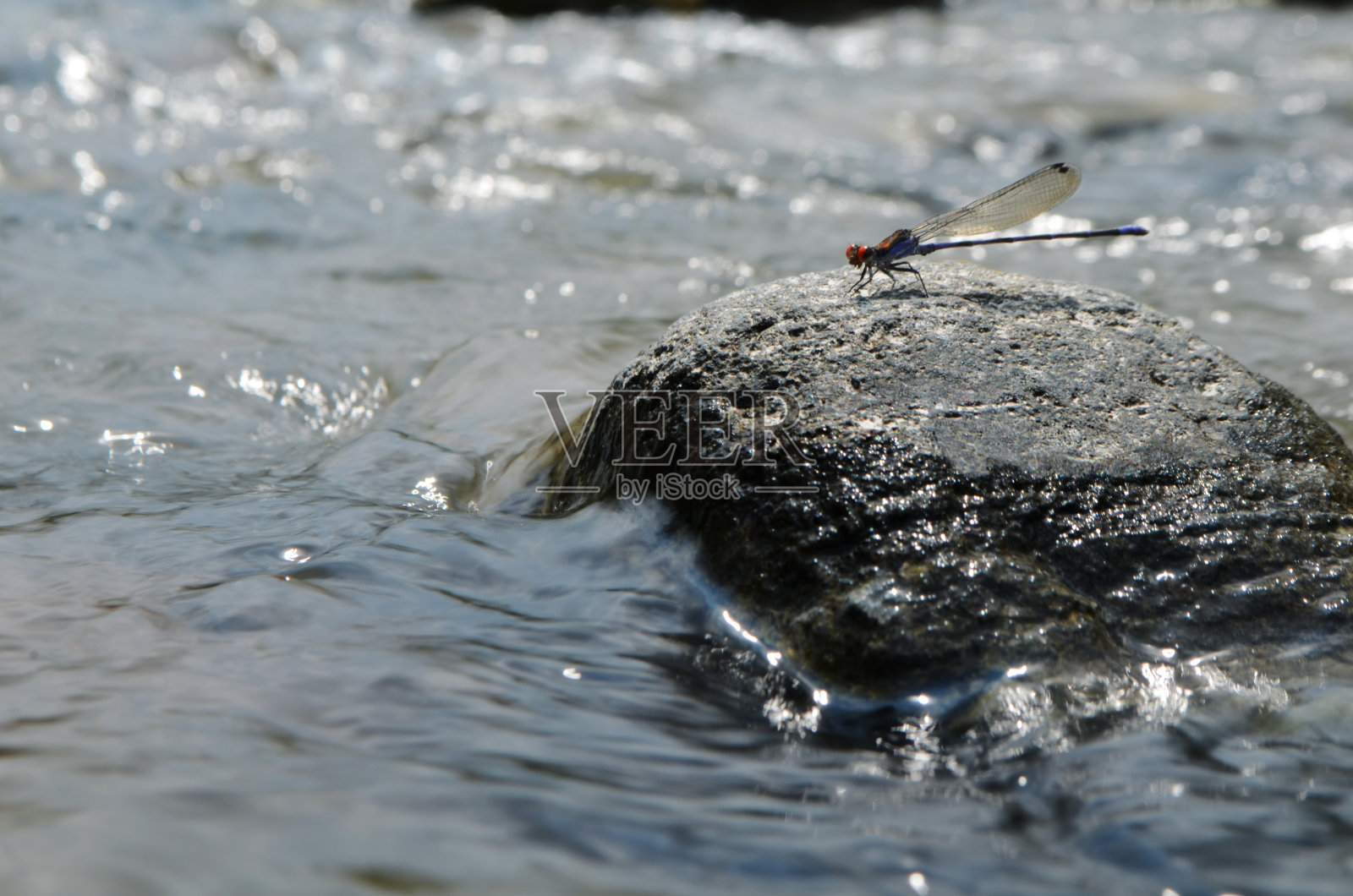 一只蓝色的蜻蜓在岩石上摆姿势照片摄影图片