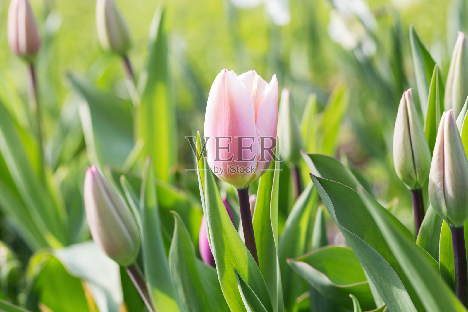 郁金香凯旋，粉色逐渐变成淡粉色，边缘几乎是白色的，阿尔加维照片摄影图片