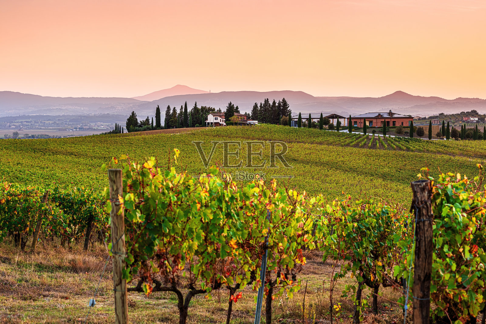 日落的葡萄园照片摄影图片