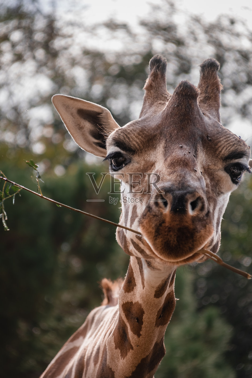酒店里的长颈鹿早餐照片摄影图片