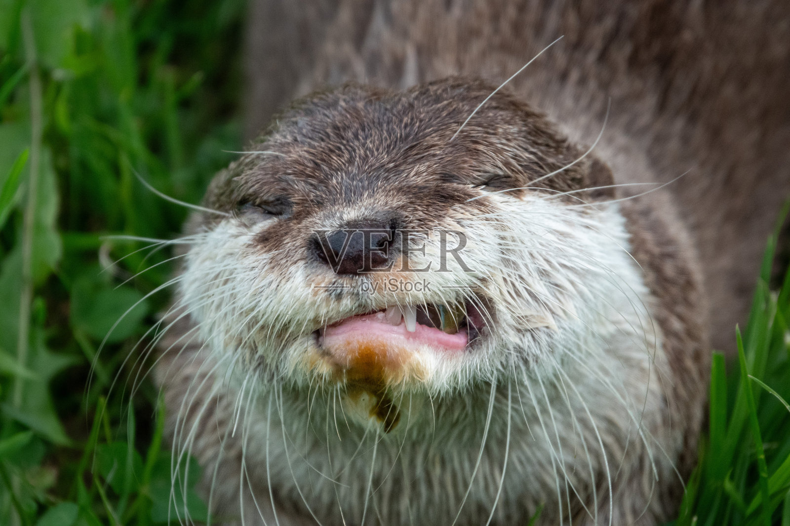 水獭照片摄影图片
