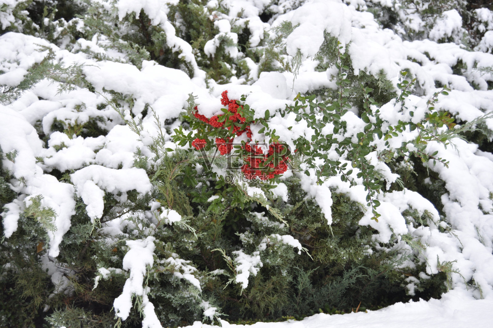 下雪天的红色水果，特鲁埃尔照片摄影图片