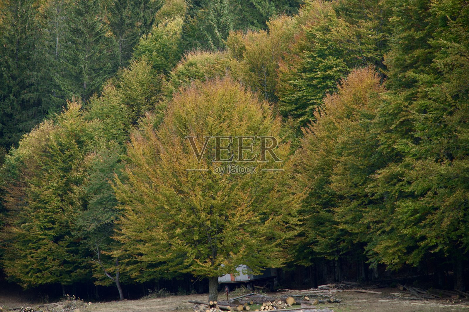 罗马尼亚丘卡斯山脉的比尔山谷照片摄影图片