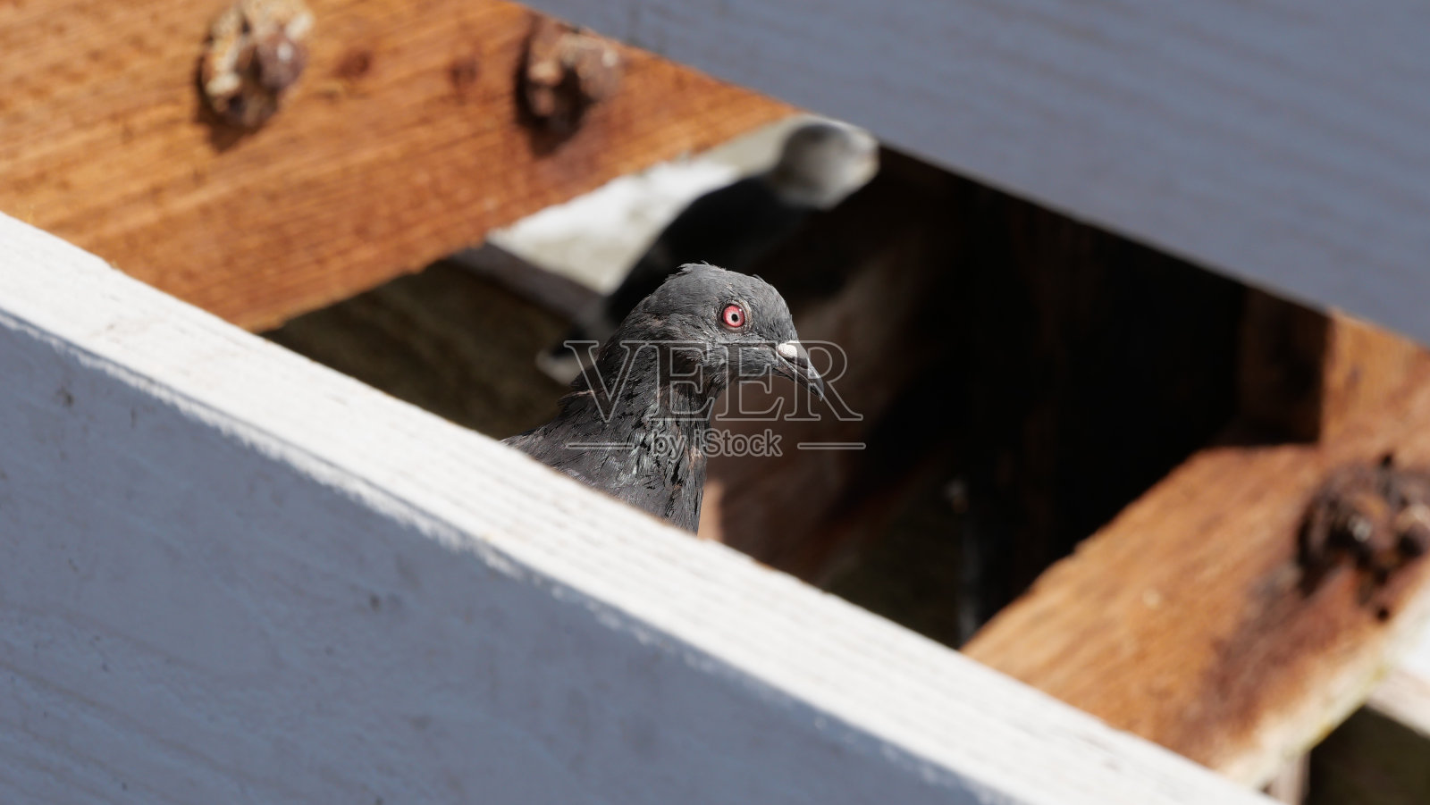 奥兰治县圣克莱门特码头上的鸽子照片摄影图片