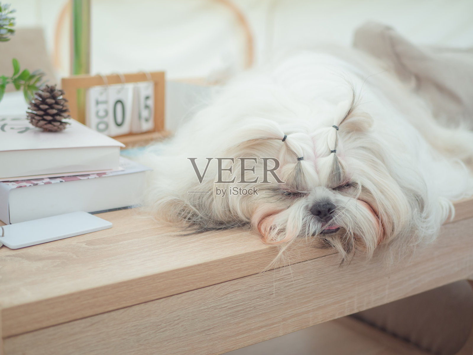 可爱的小狮子狗躺在木桌上，可爱的毛茸茸的狗看着相机，在模糊的自然背景下软焦。照片摄影图片