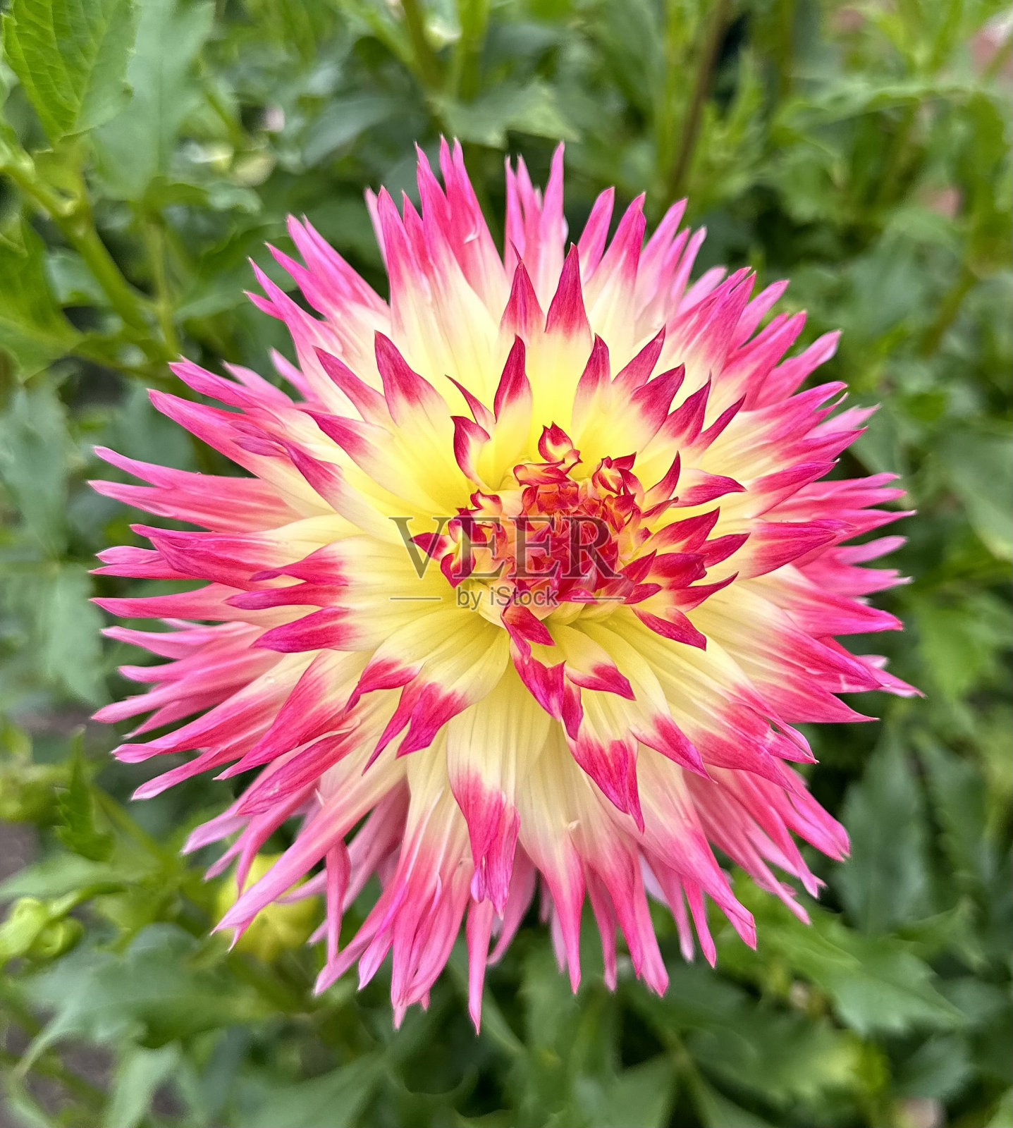 粉红色/红色和黄色的花照片摄影图片