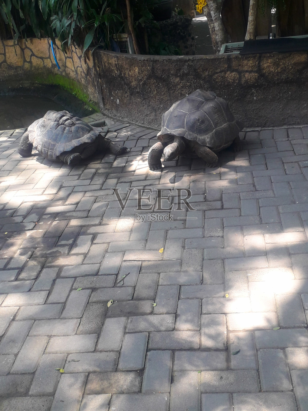大乌龟照片摄影图片