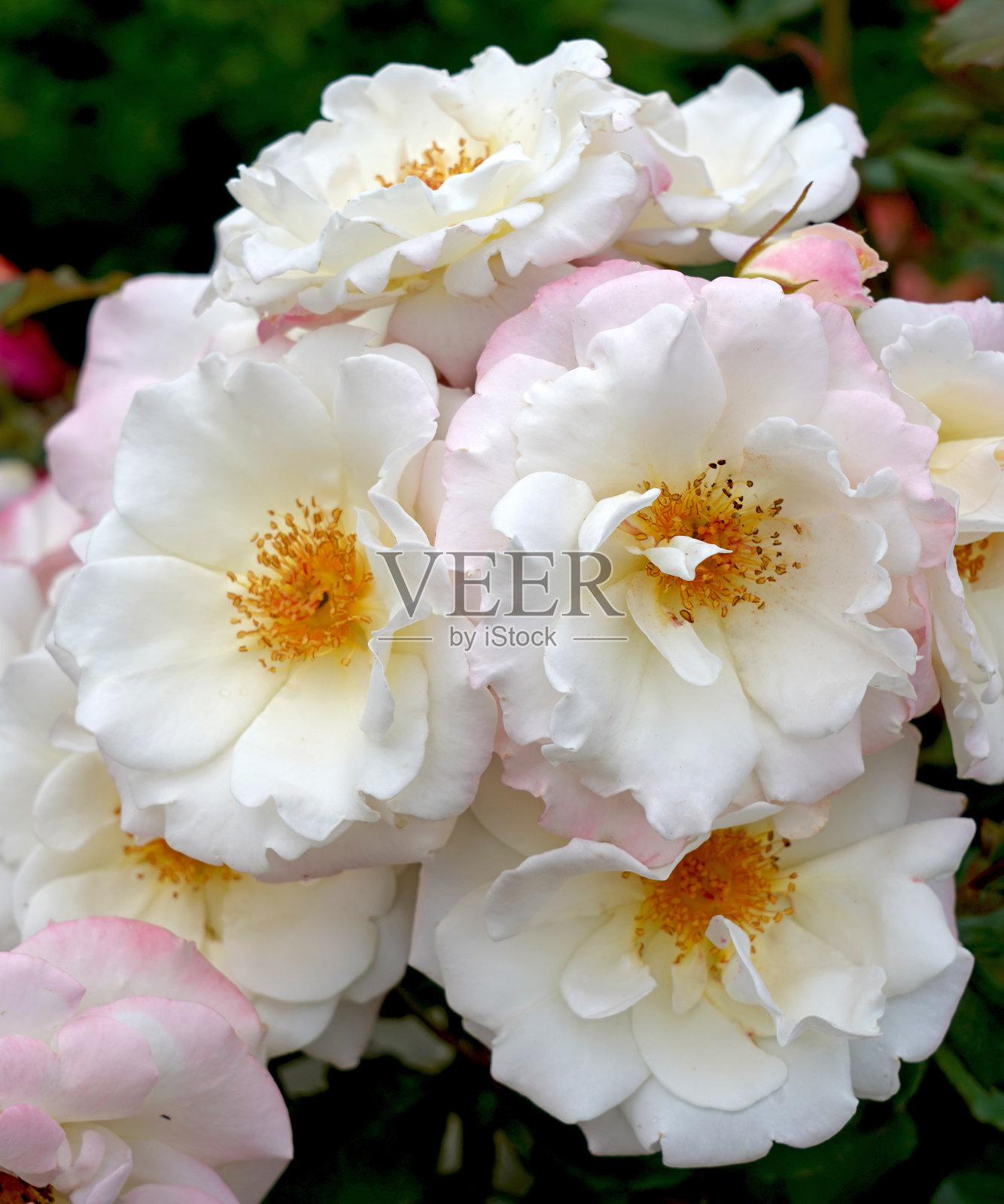 罗莎“冰雪公主”(Korettiflus)照片摄影图片