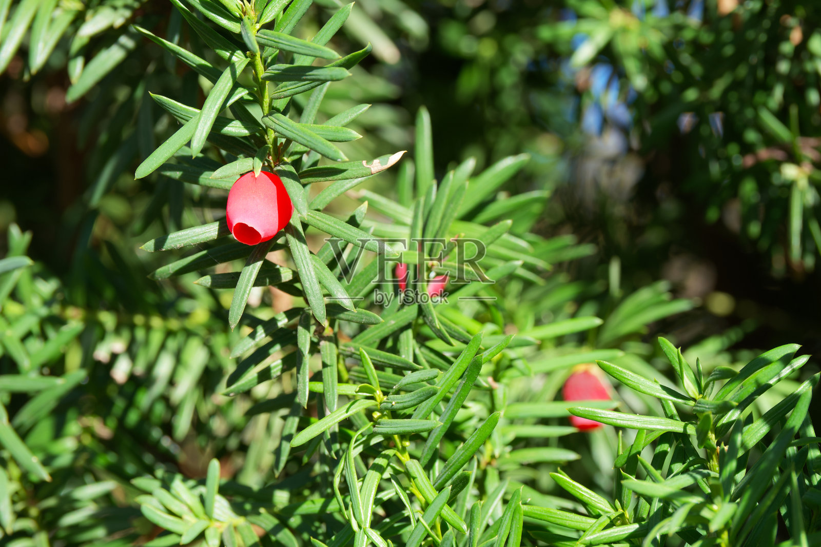 紫杉的红浆果照片摄影图片