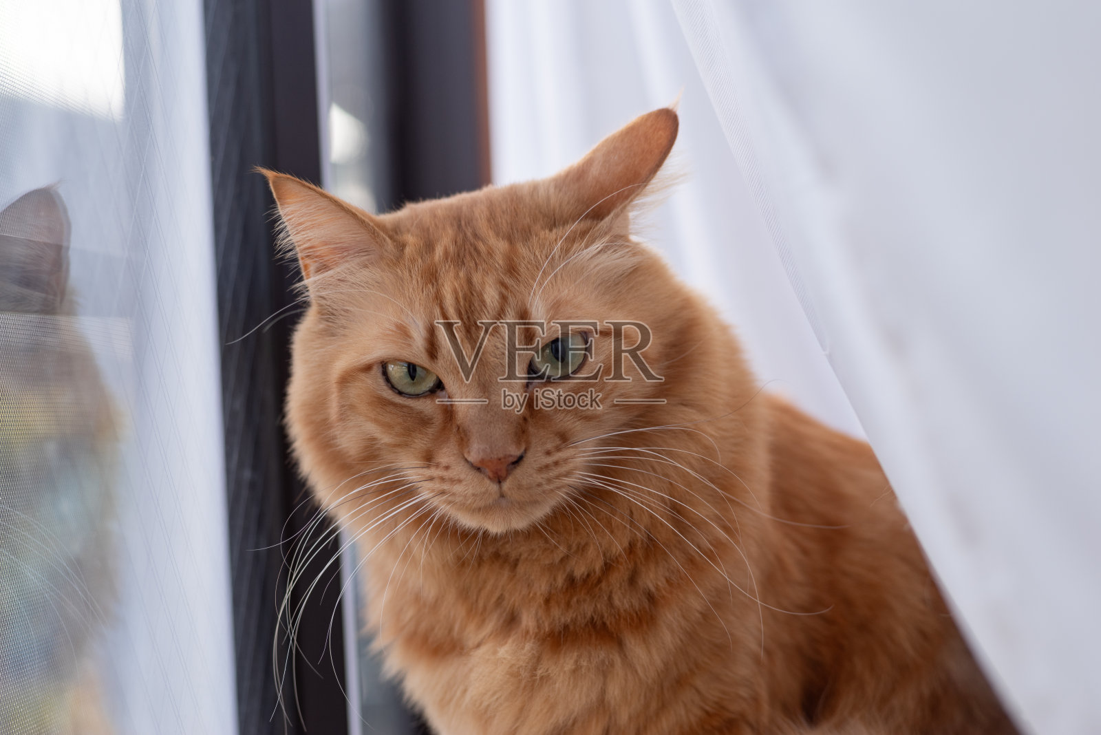 窗边的猫照片摄影图片