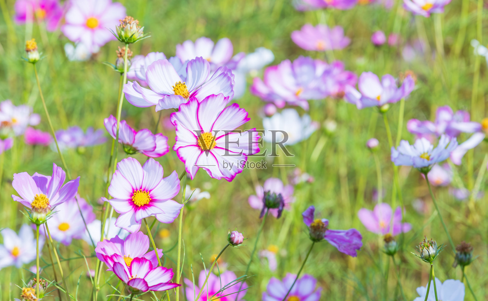 宇宙在秋天的田野里盛开。近距离照片摄影图片