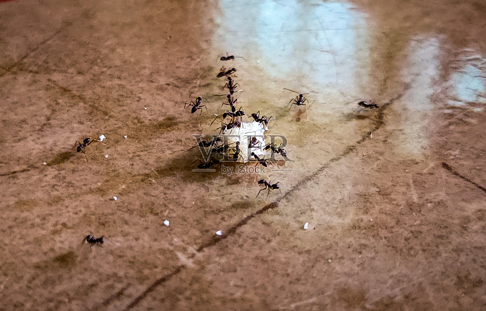 一群蚂蚁正在帮忙运送食物照片摄影图片